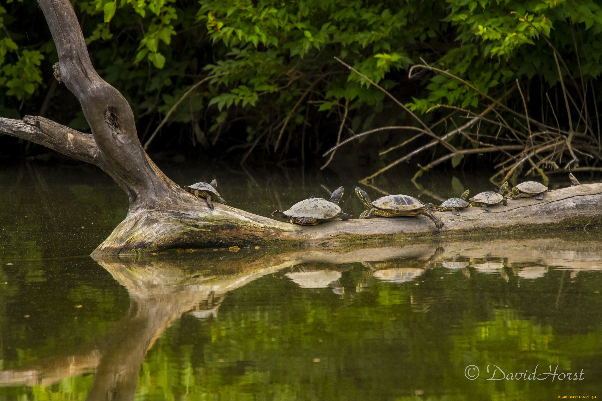 животные, Черепахи, черепахи