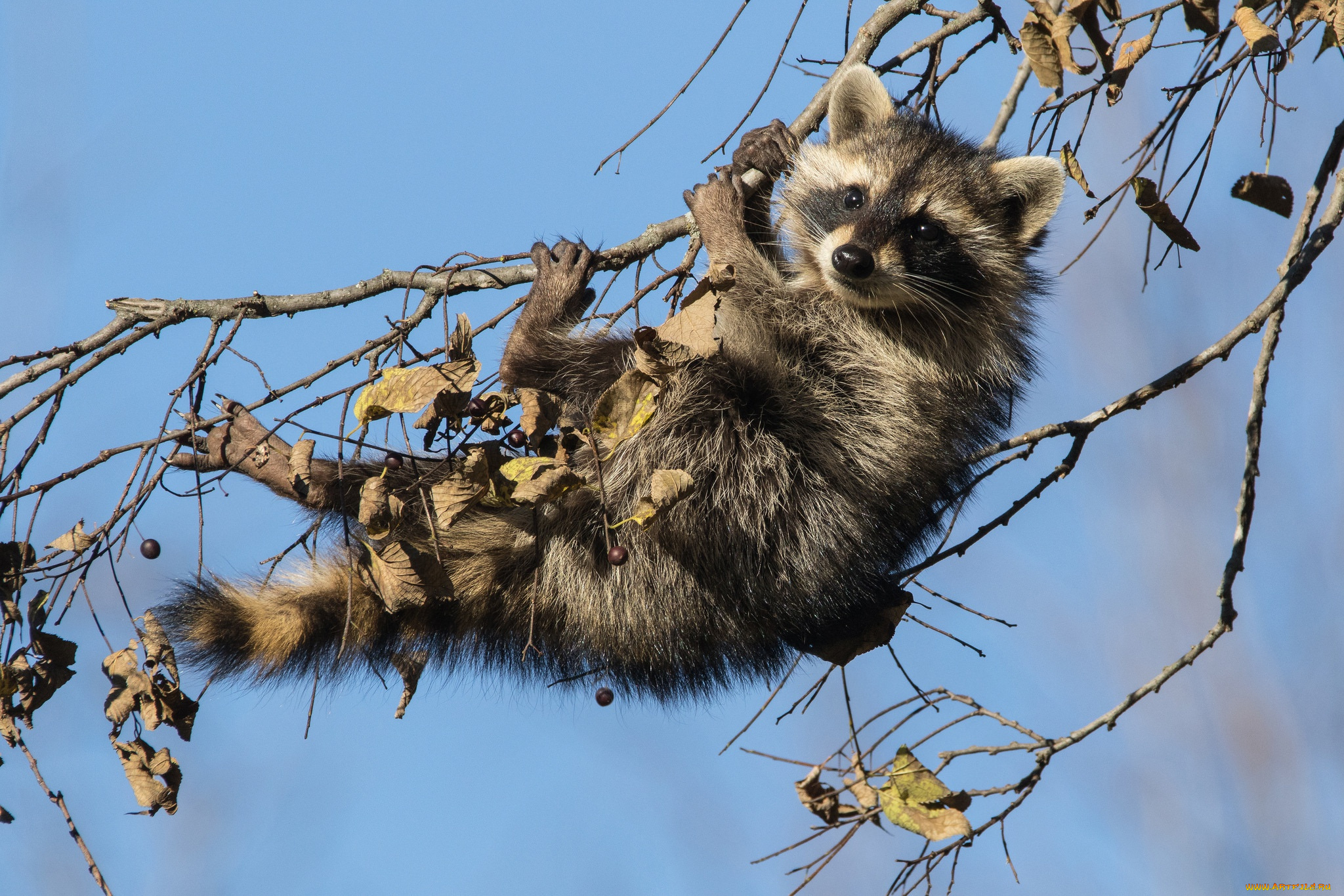 животные, еноты, детёныш, енот, ветки, на, дереве