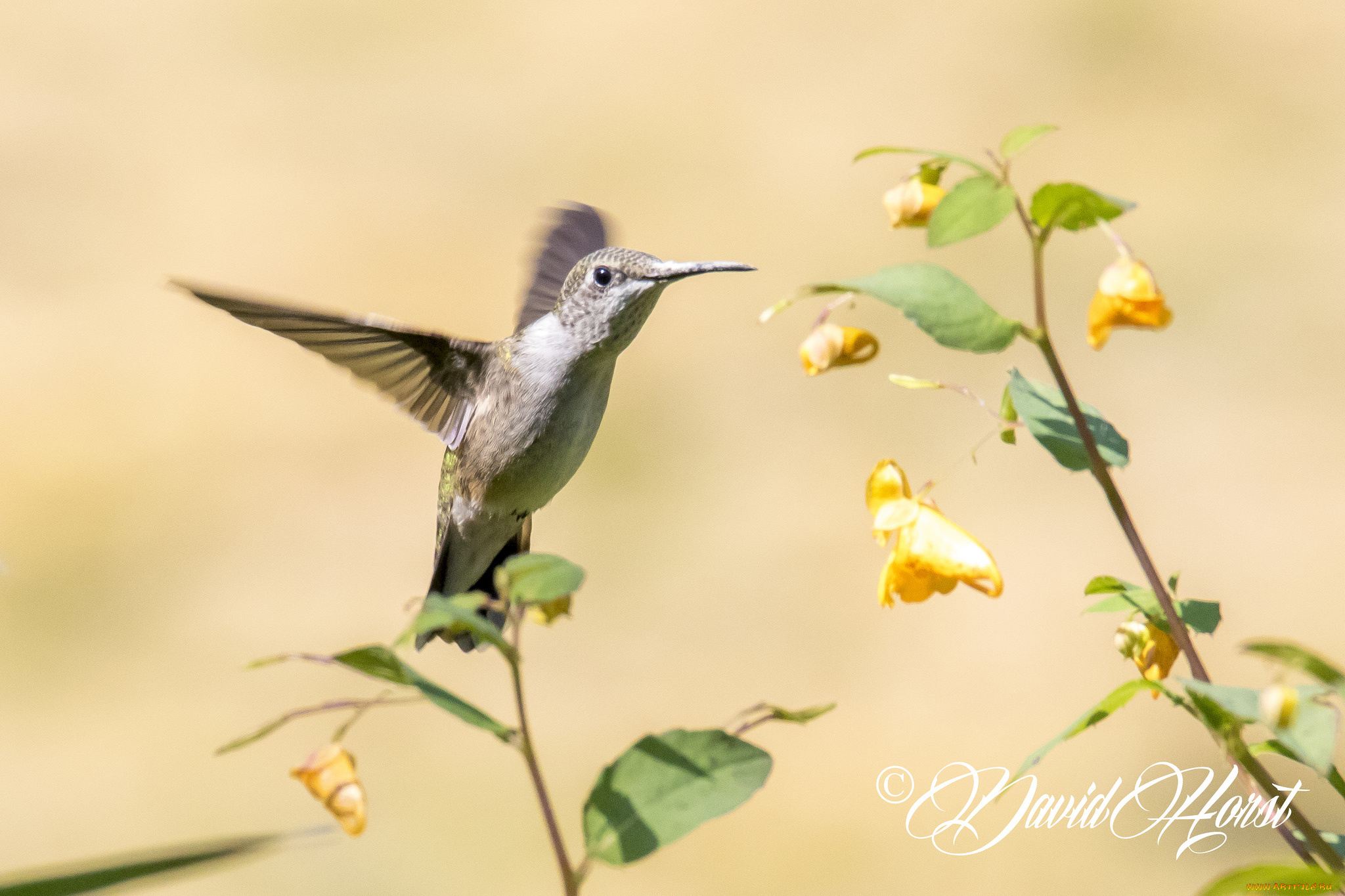 животные, колибри