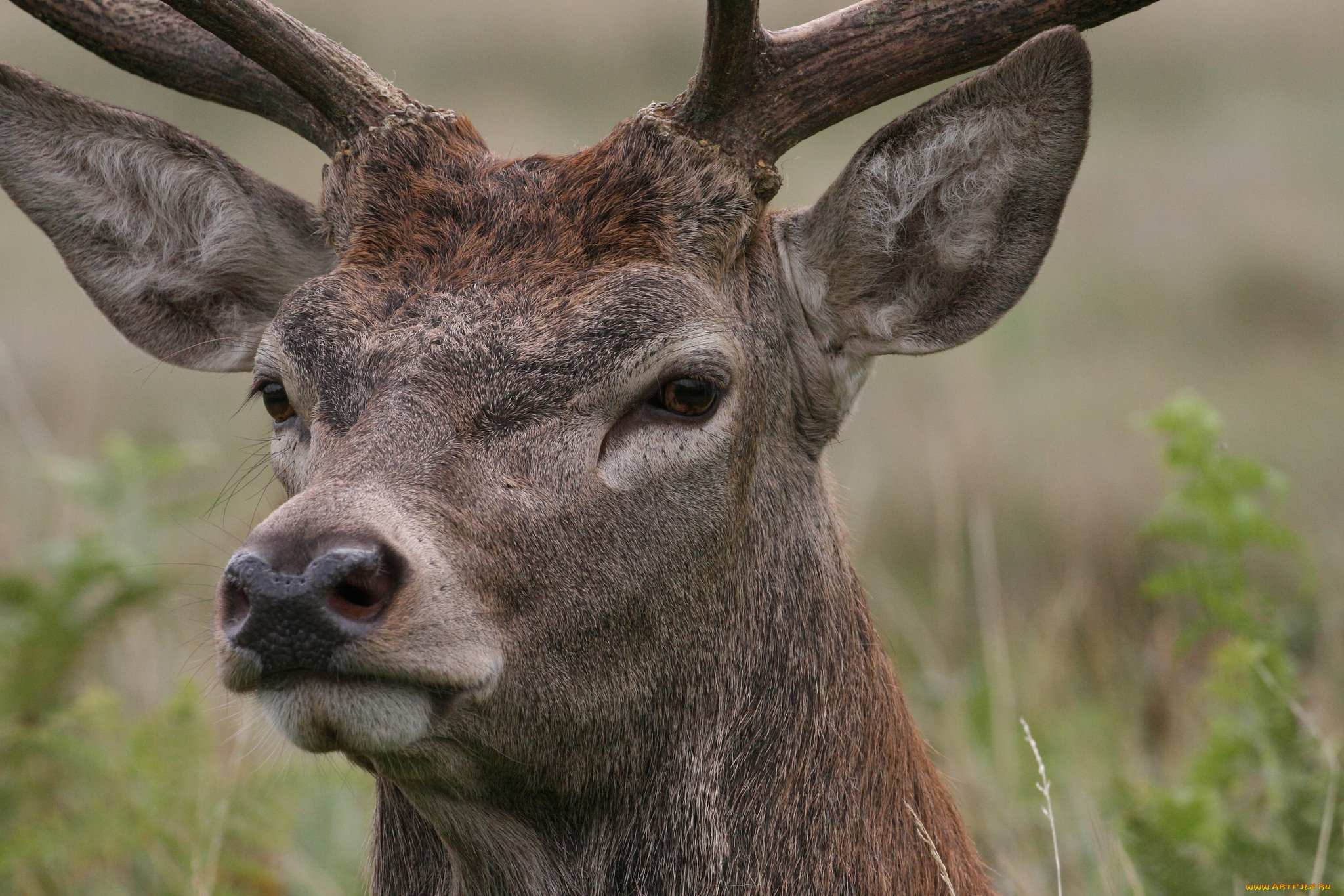животные, олени, олень