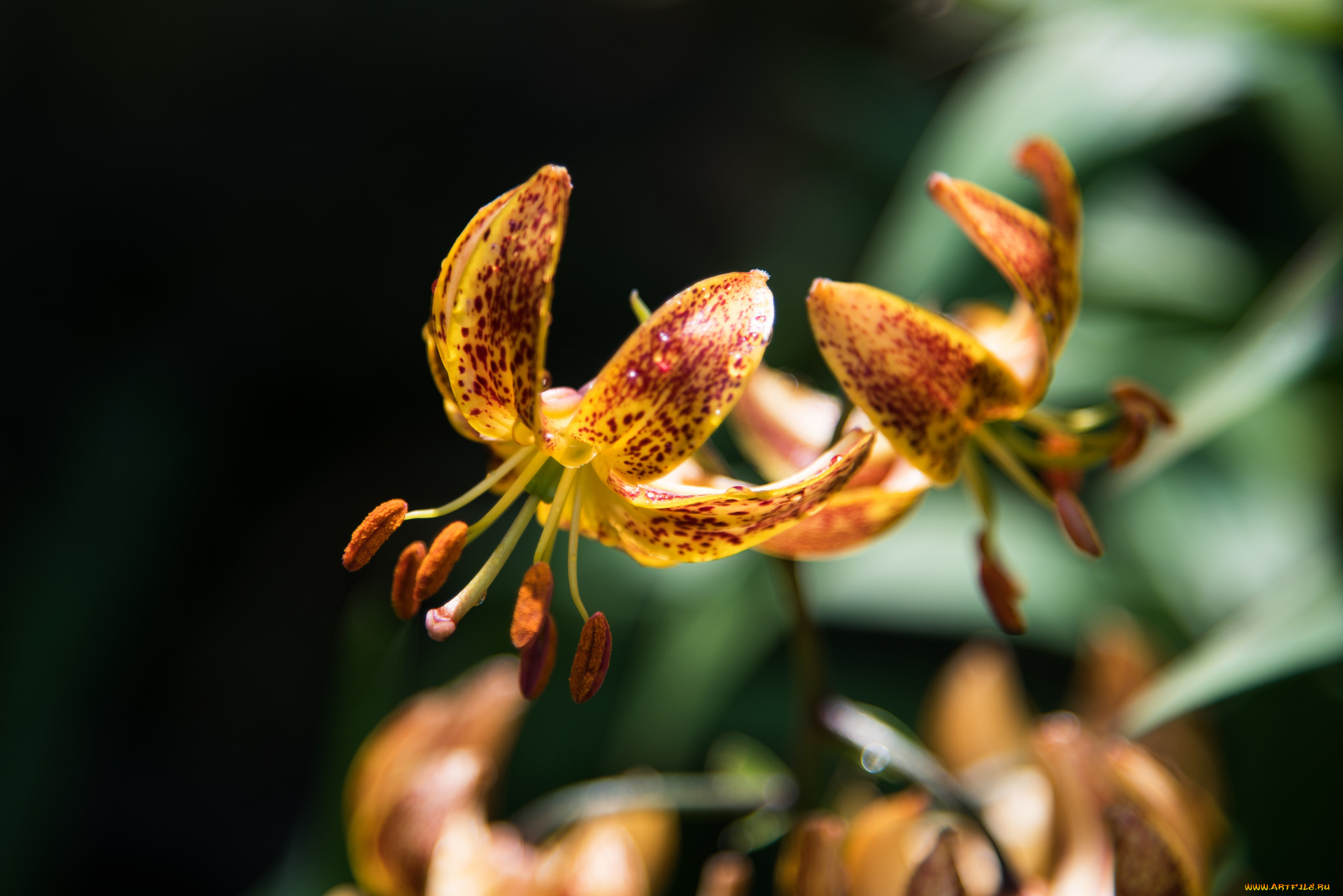 цветы, лилии, , лилейники, лилия