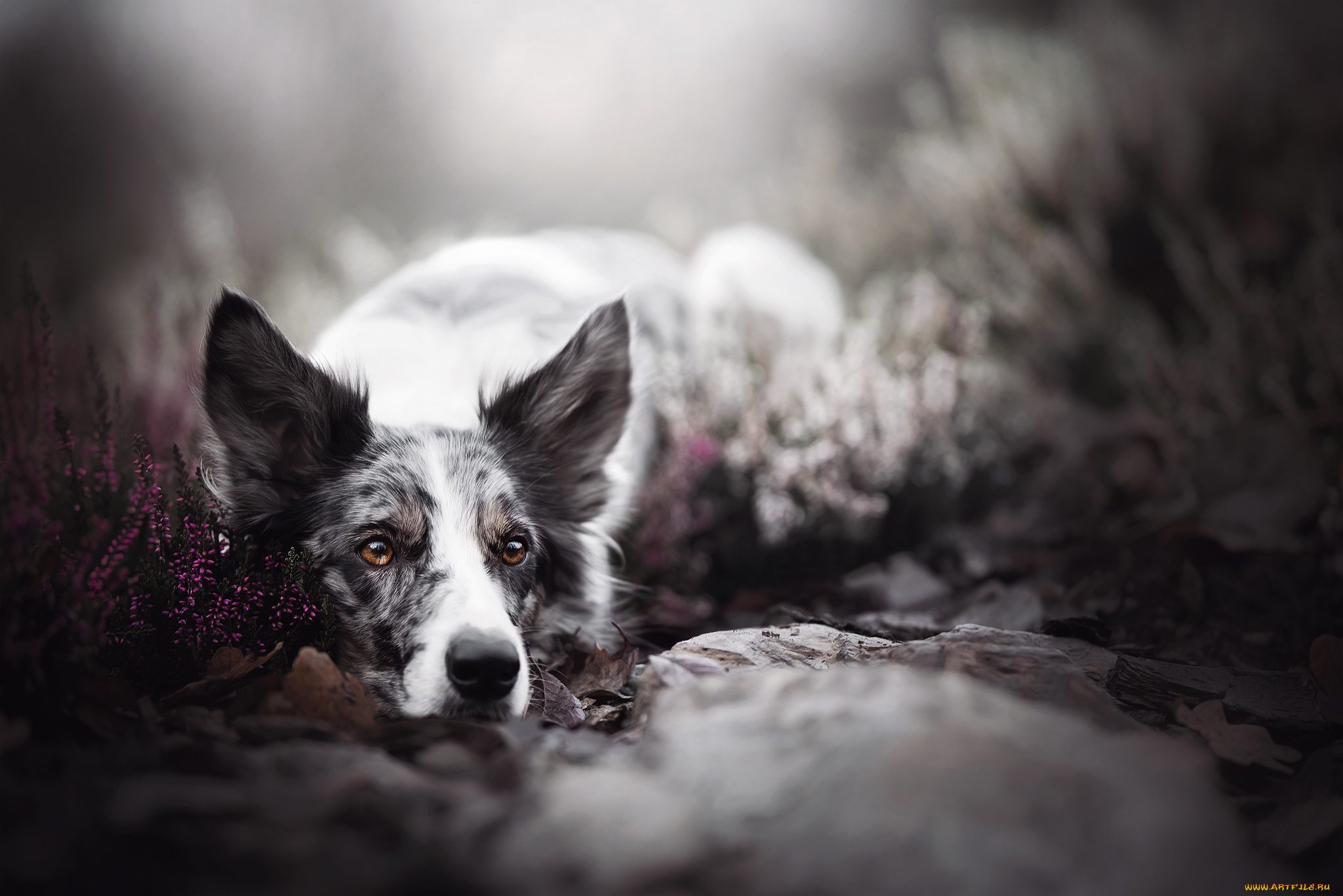 животные, собаки, вереск, боке, взгляд, собака