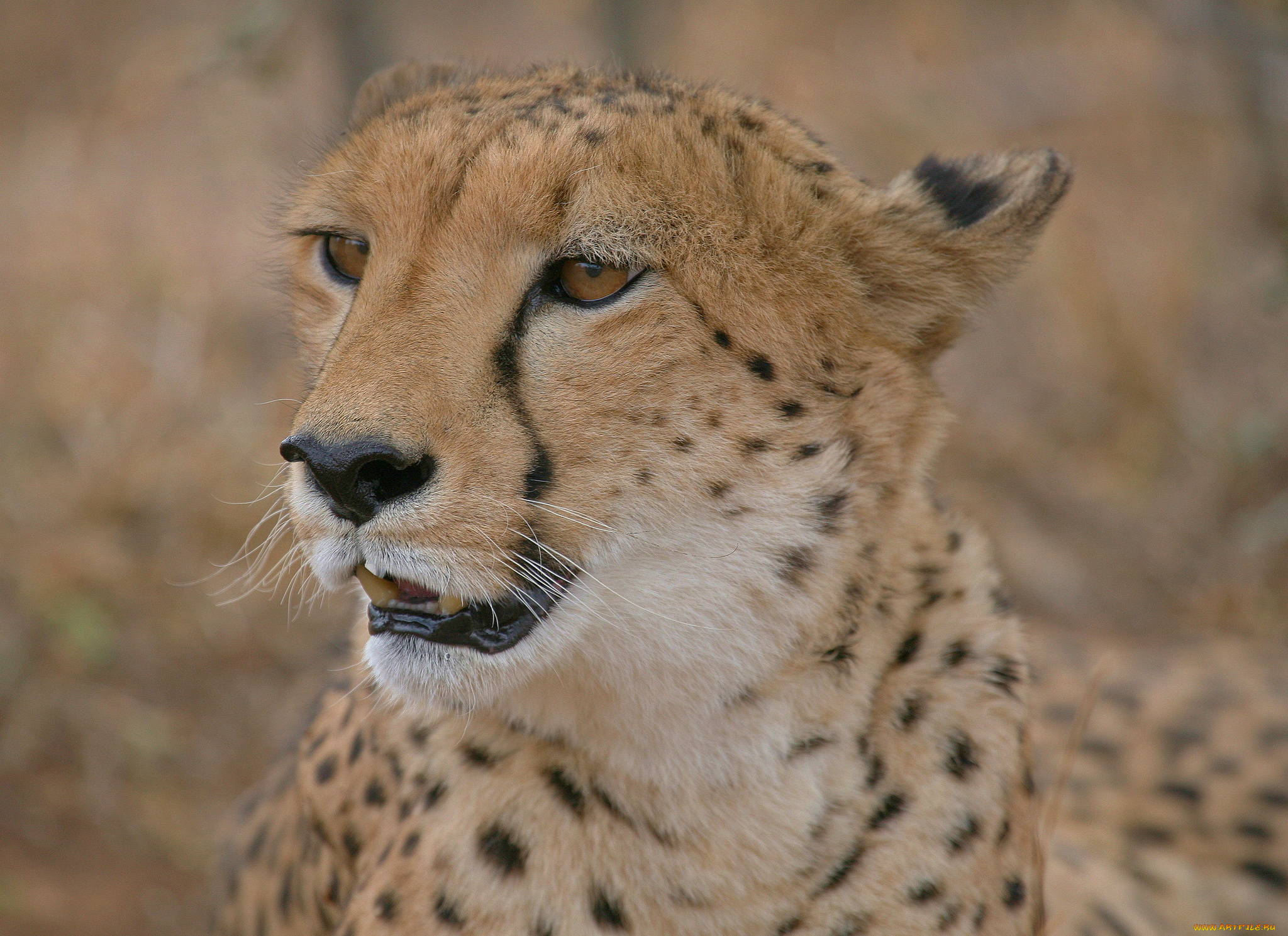 животные, гепарды, гепард
