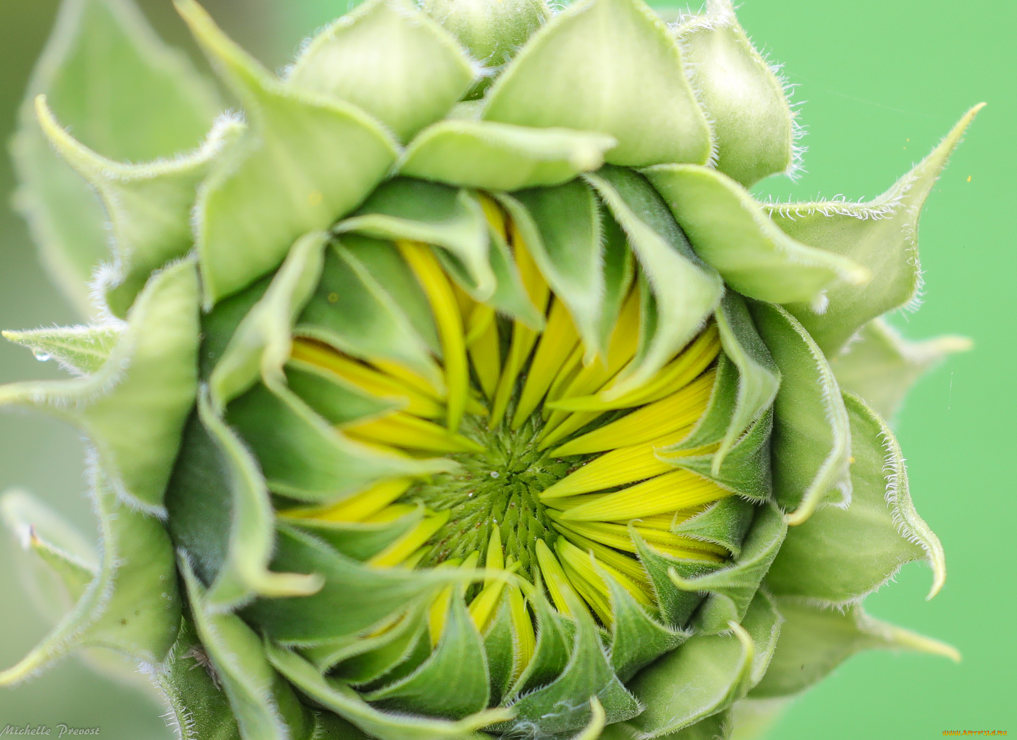 цветы, подсолнухи, бутон