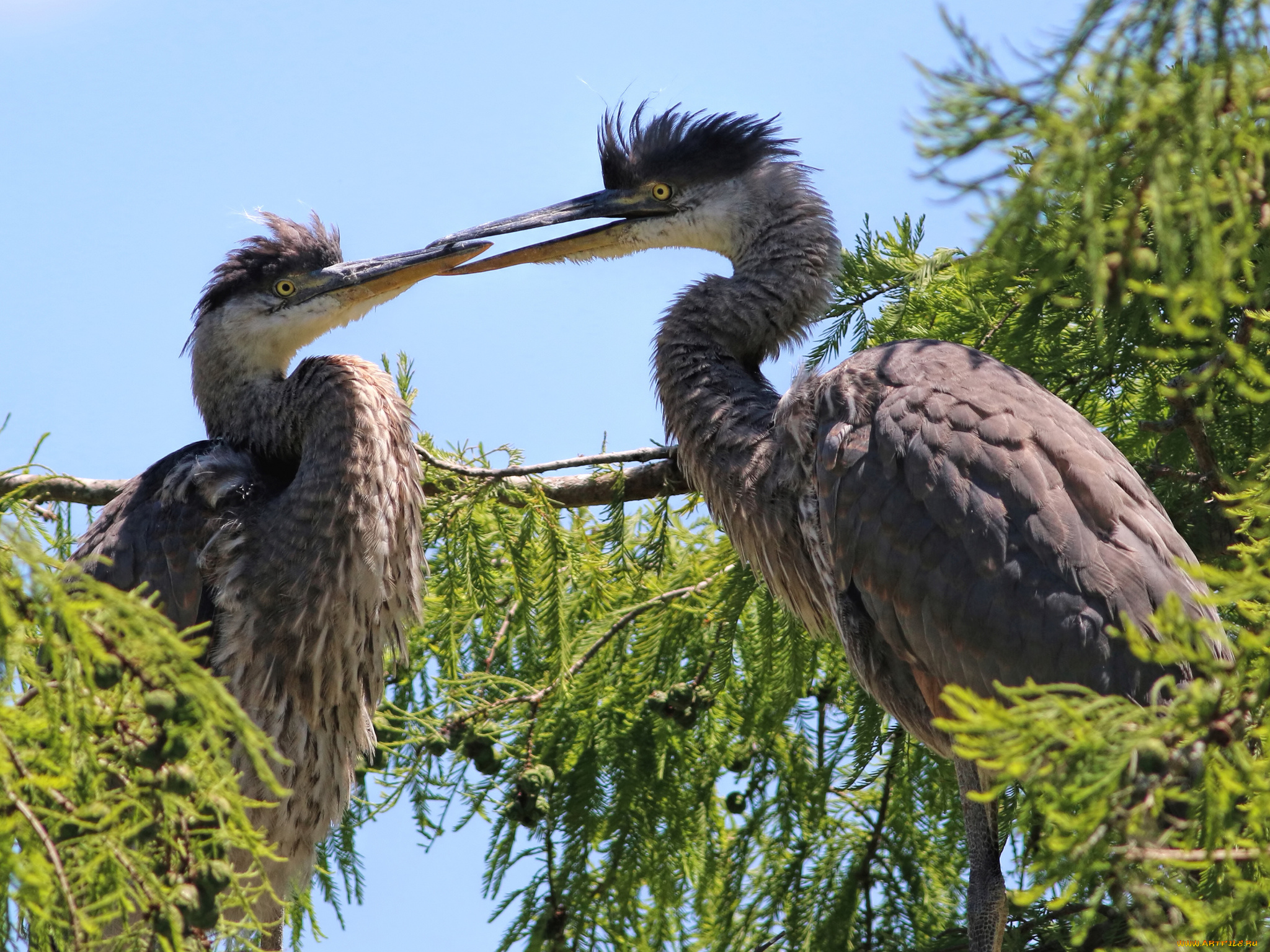 животные, цапли, , выпи