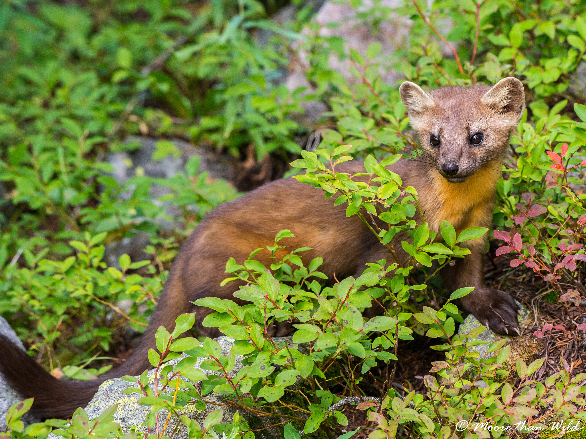 животные, хорьки, , куницы, , горностаи, , ласки, , соболи, зверёк