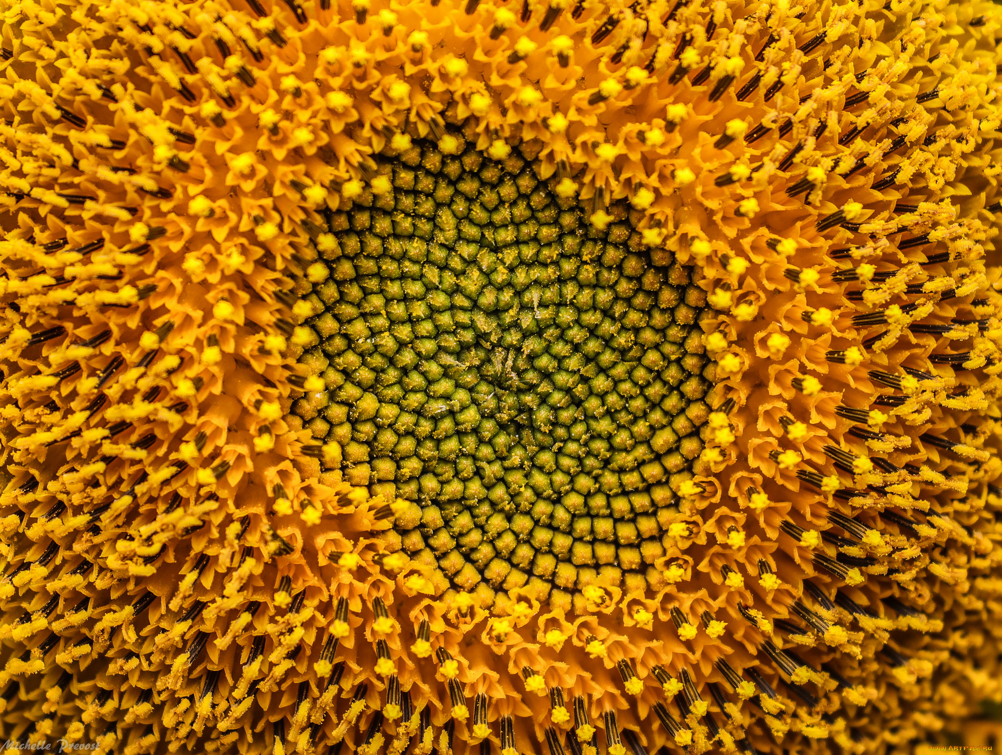 цветы, подсолнухи, подсолнух