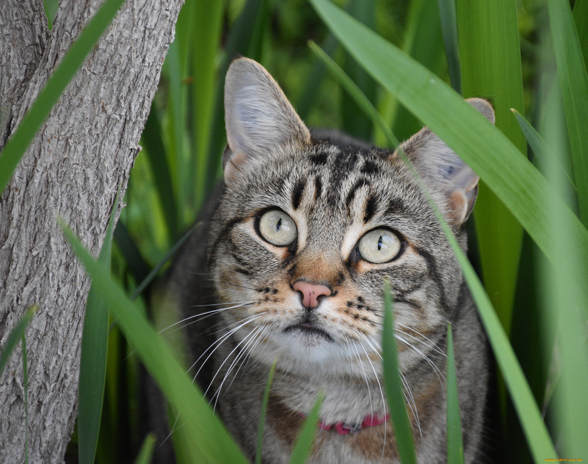 животные, коты, взгляд