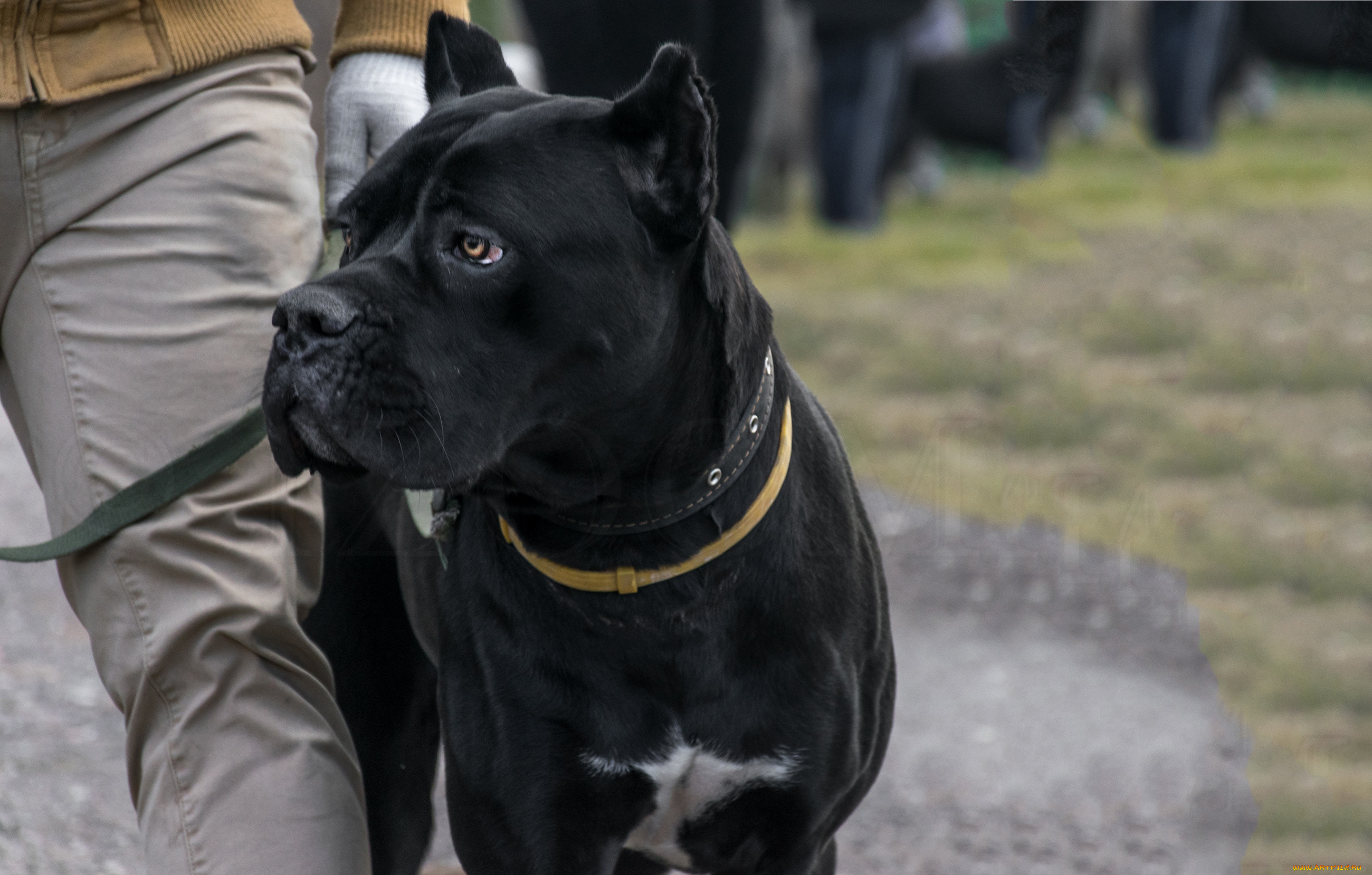 животные, собаки, морда