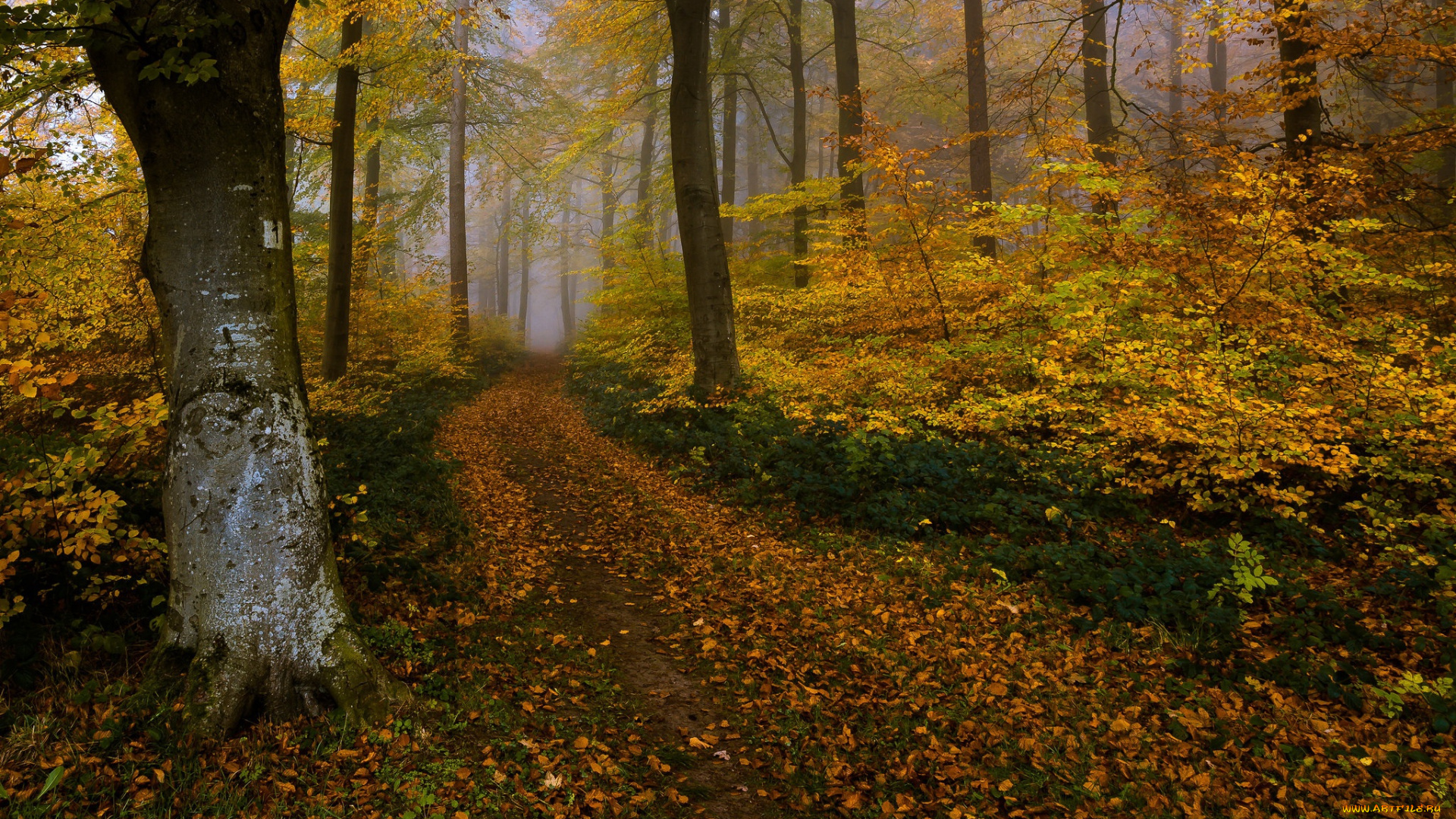 природа, дороги, лес, осень, дорога