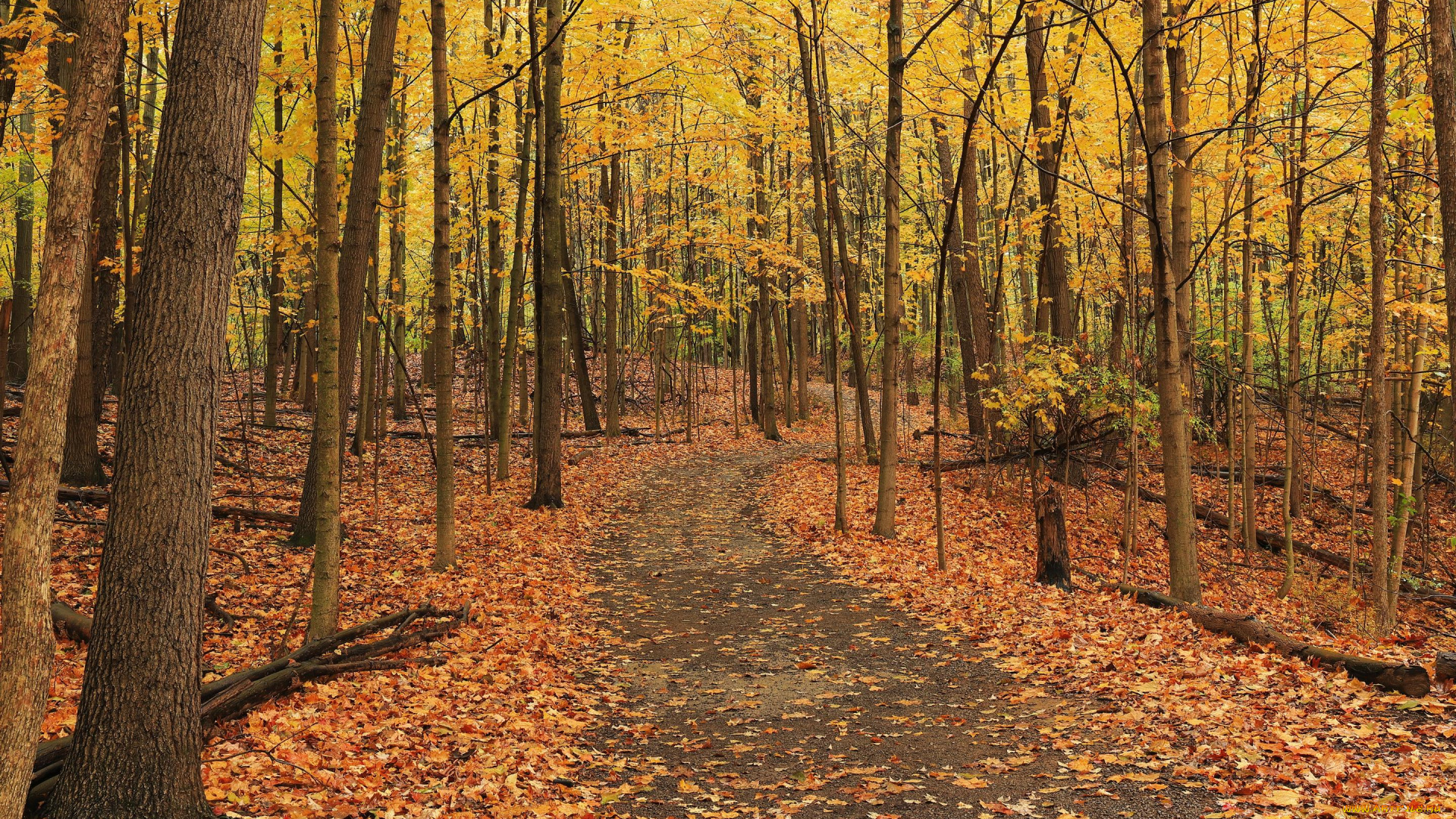 природа, лес, осень