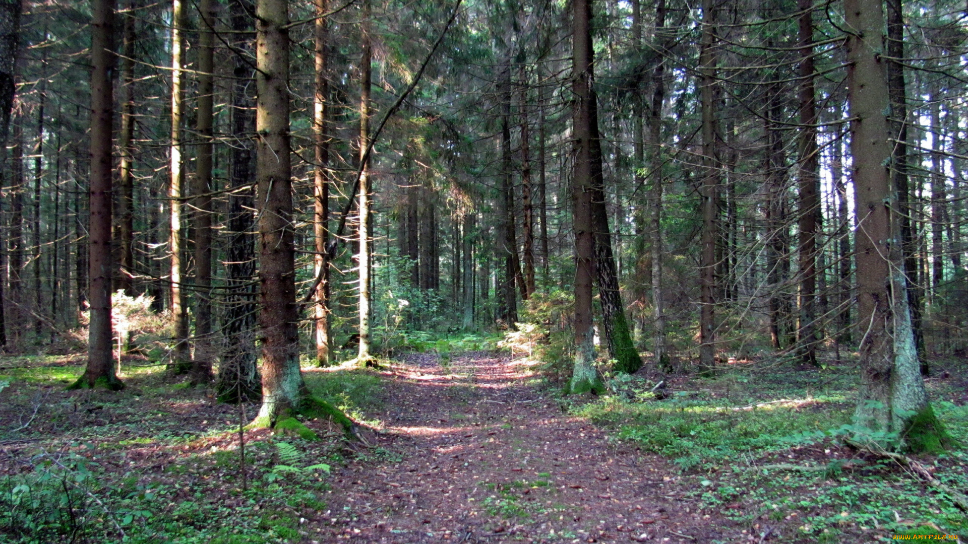 природа, лес, сосны