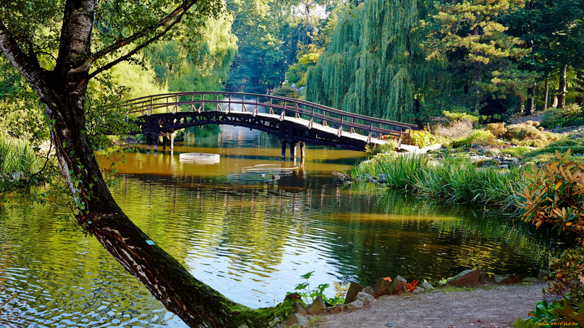 природа, парк, водоем, мостик