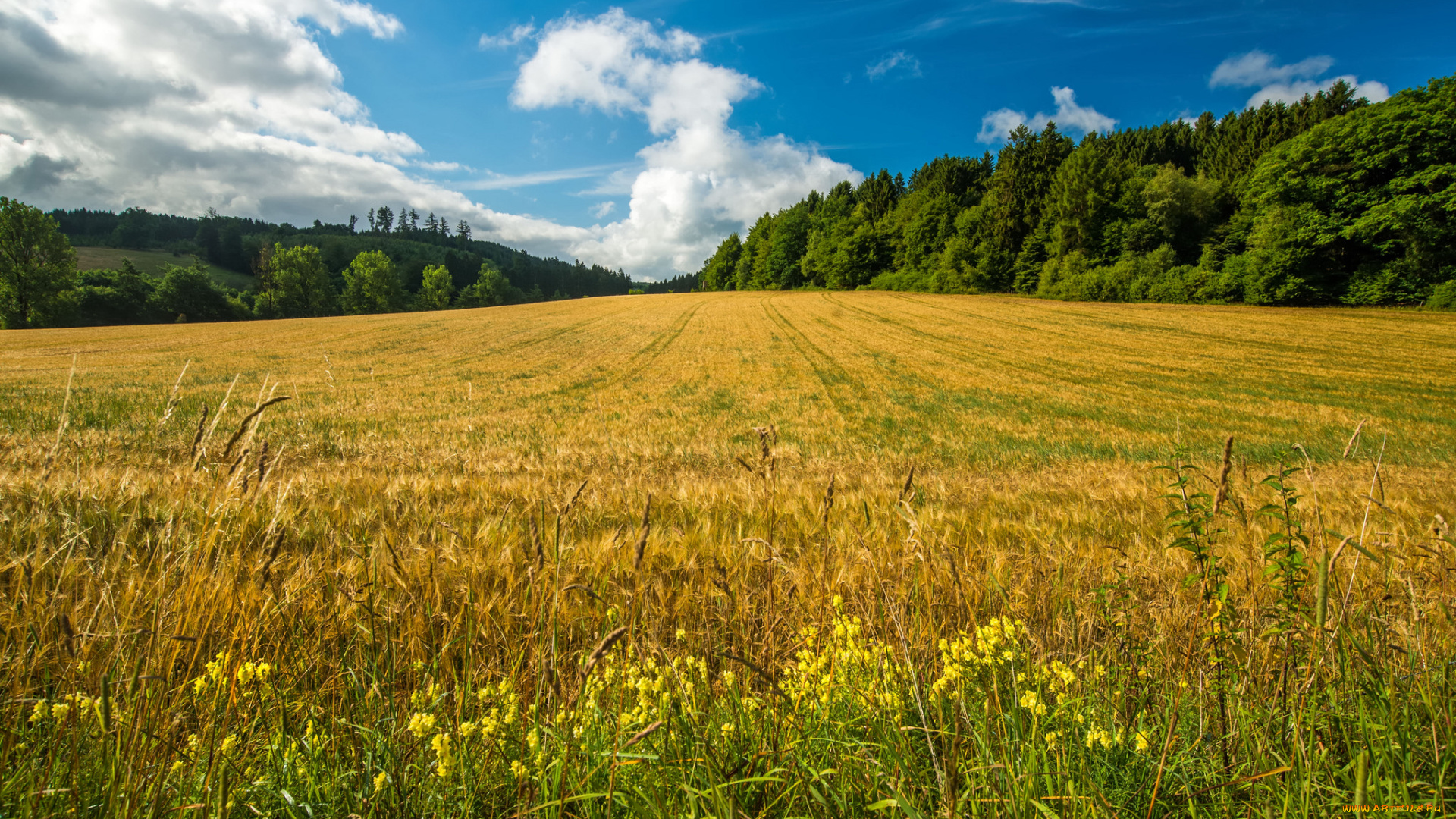 природа, поля, простор