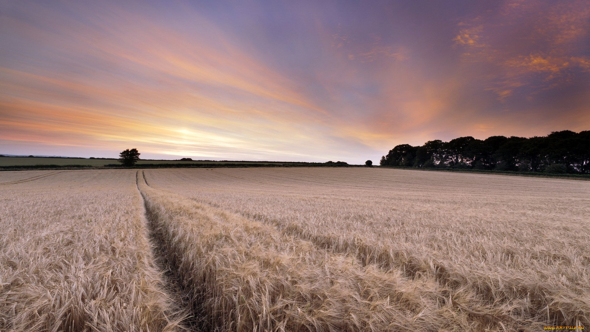 природа, поля, закат, поле, пшеница