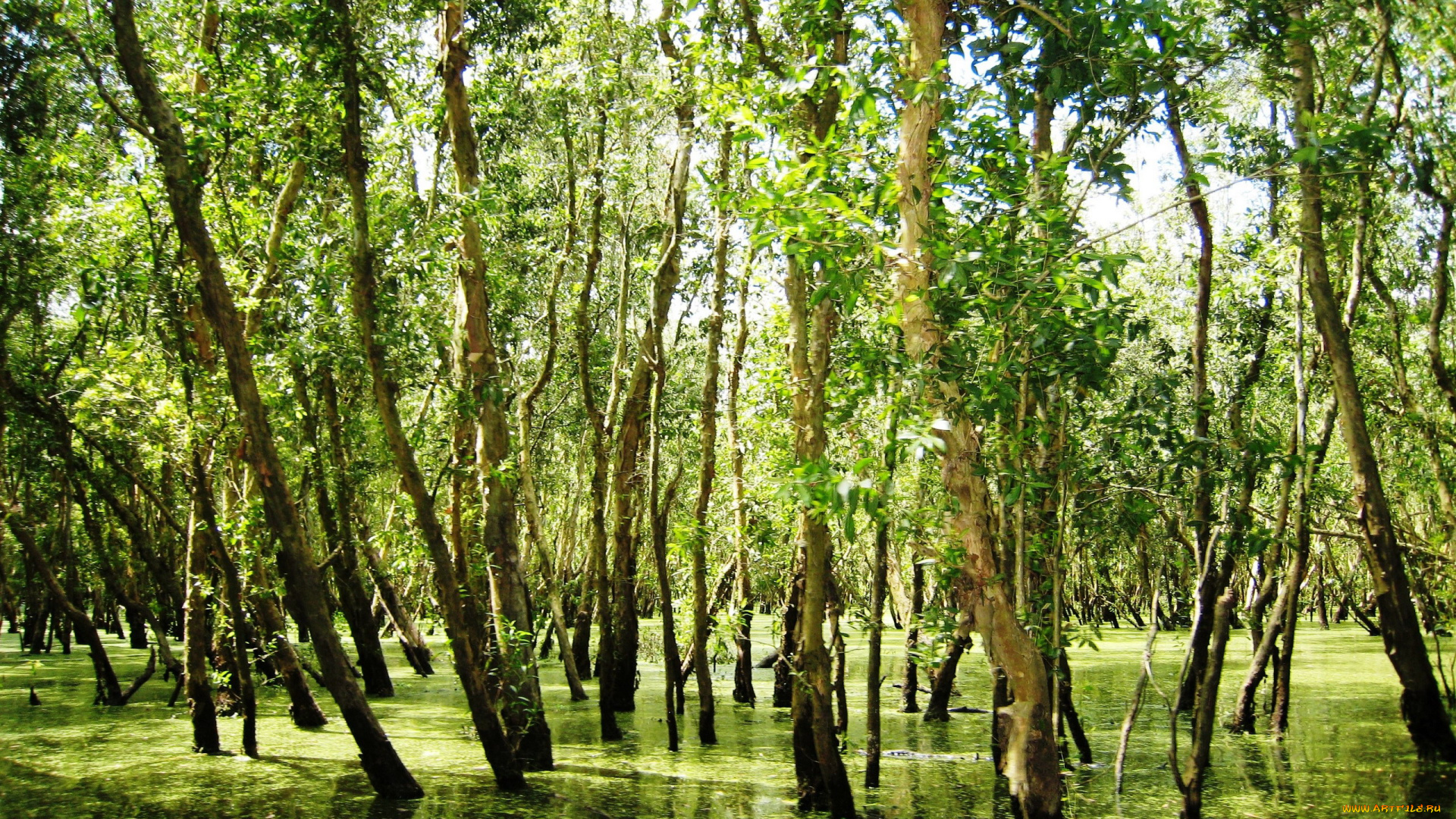 природа, реки, озера, река, вода, деревья