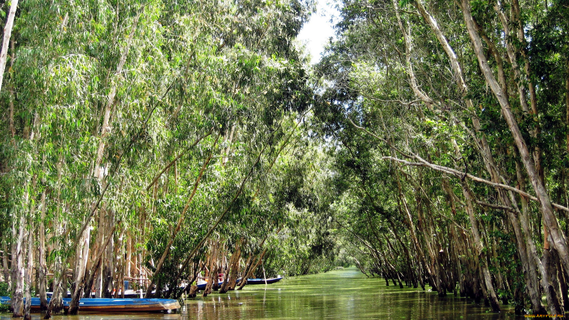 природа, реки, озера, вода, деревья, река