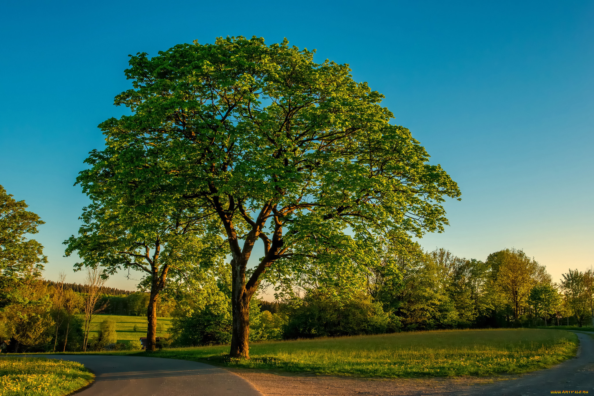 природа, деревья, простор