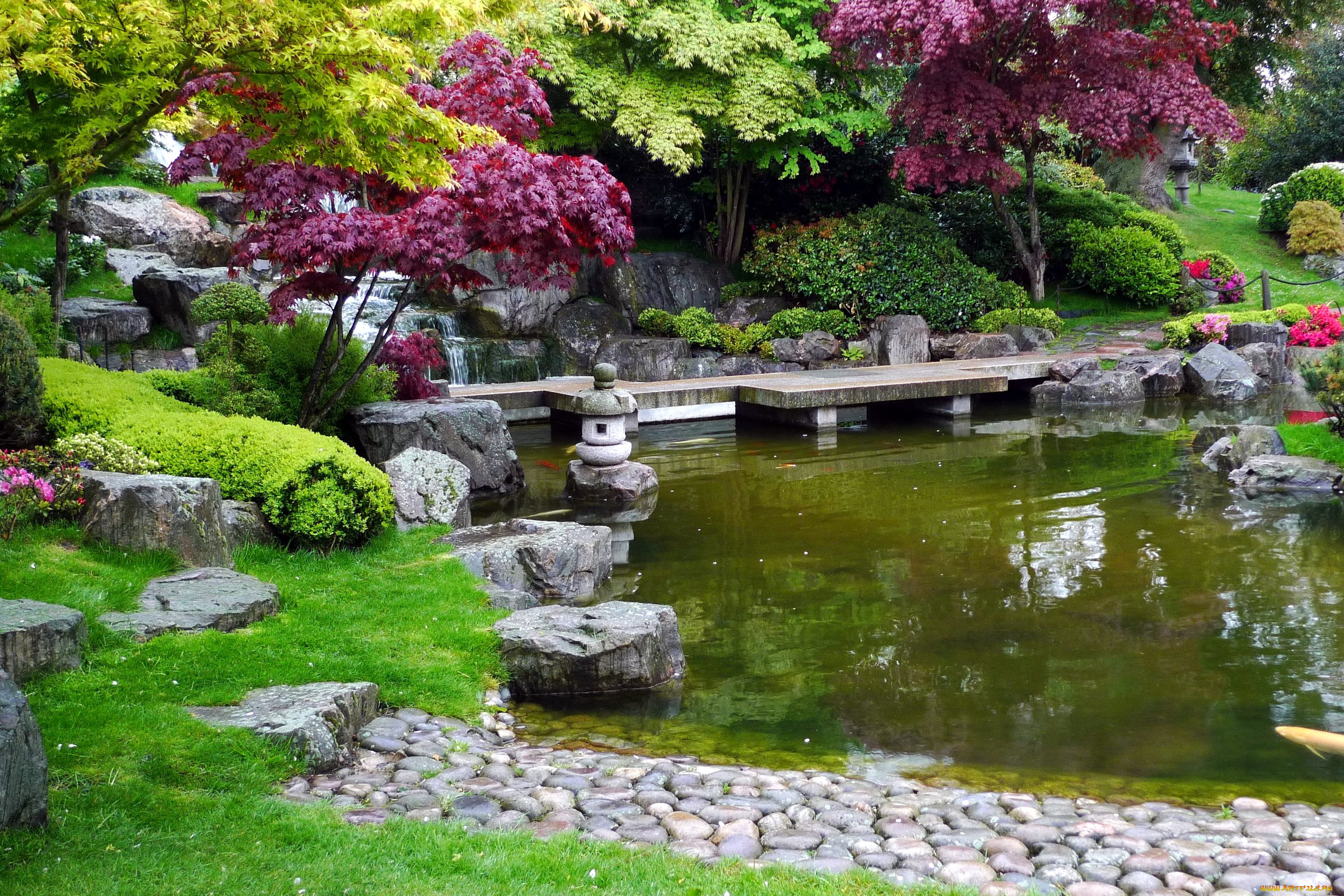 природа, парк, садик, японский