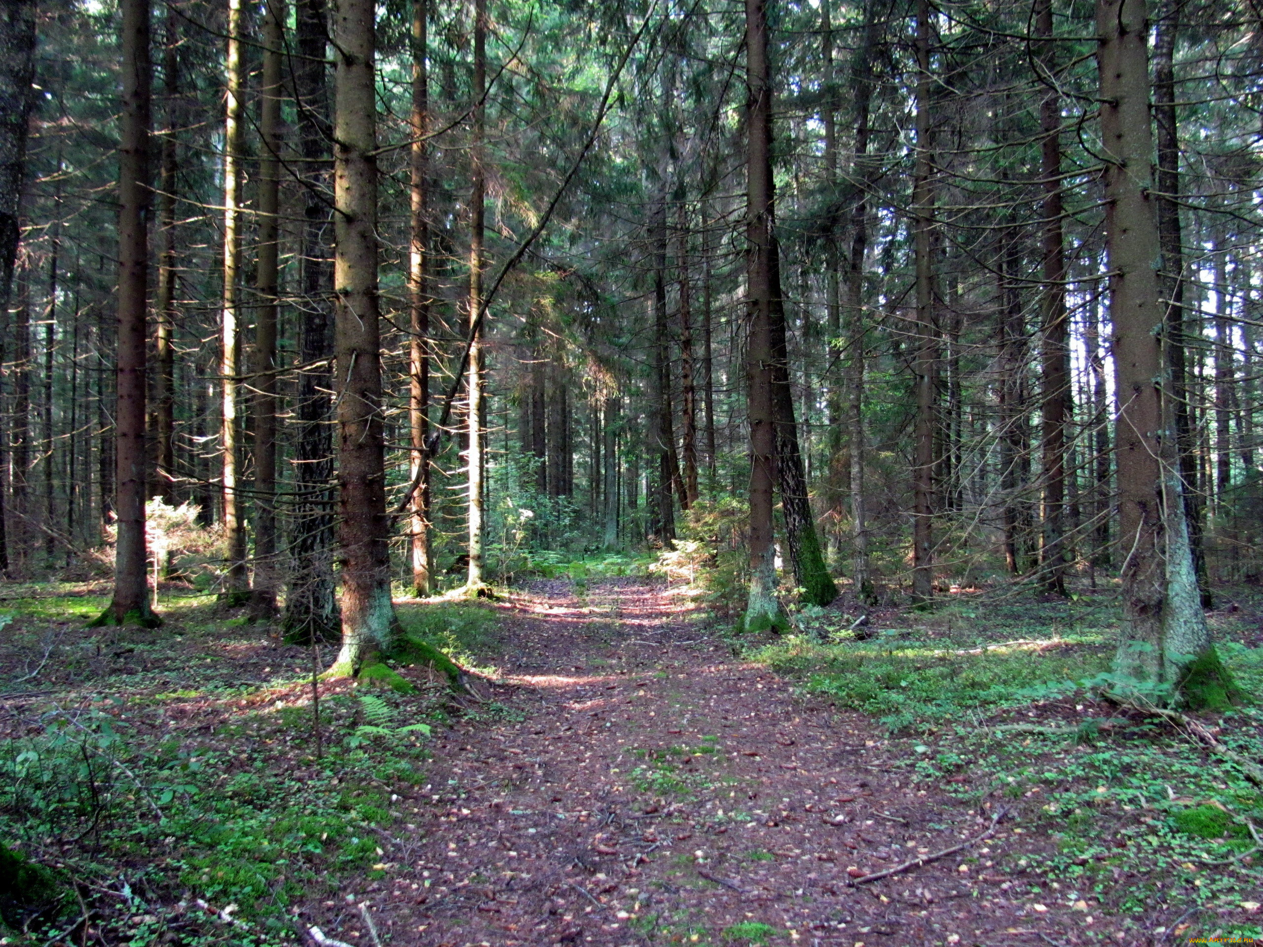 природа, лес, сосны