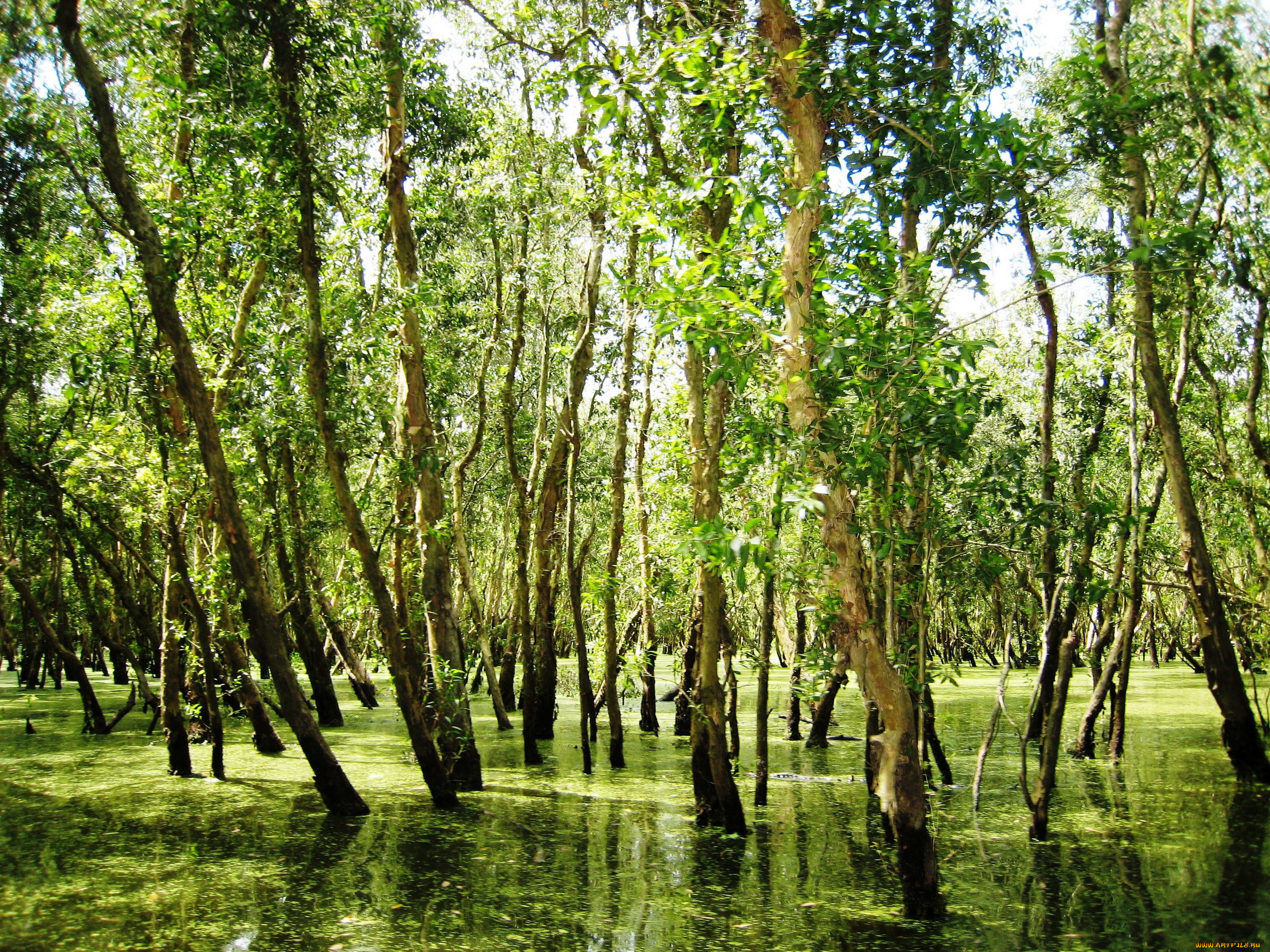 природа, реки, озера, река, вода, деревья