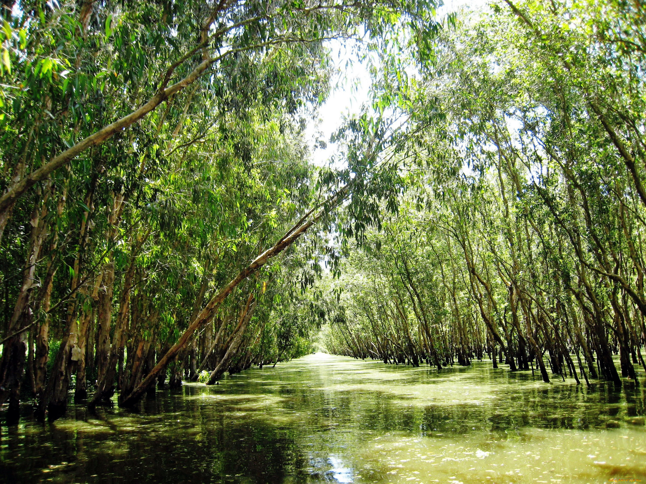 природа, реки, озера, вода, река, деревья