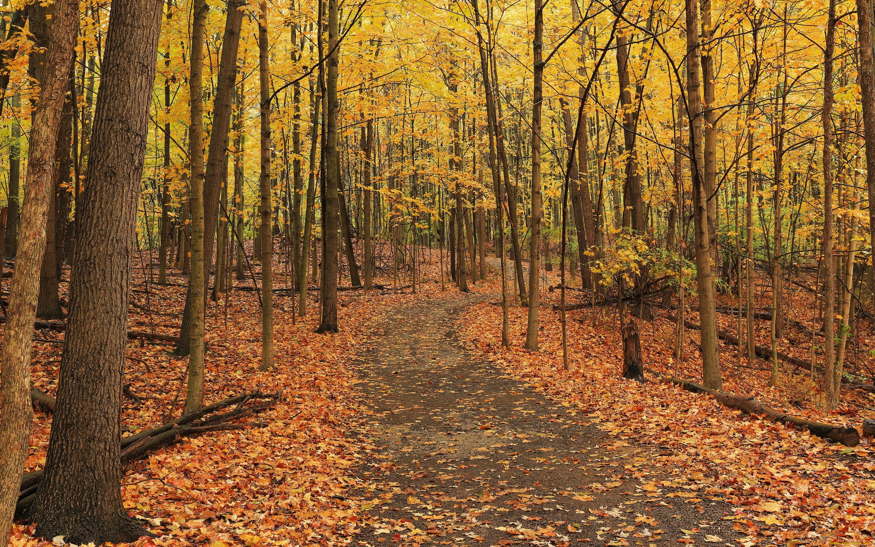 природа, лес, осень