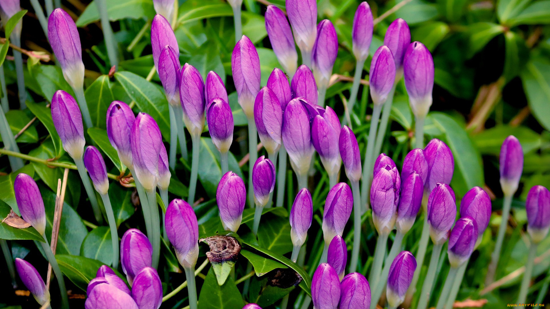 цветы, крокусы, бутоны