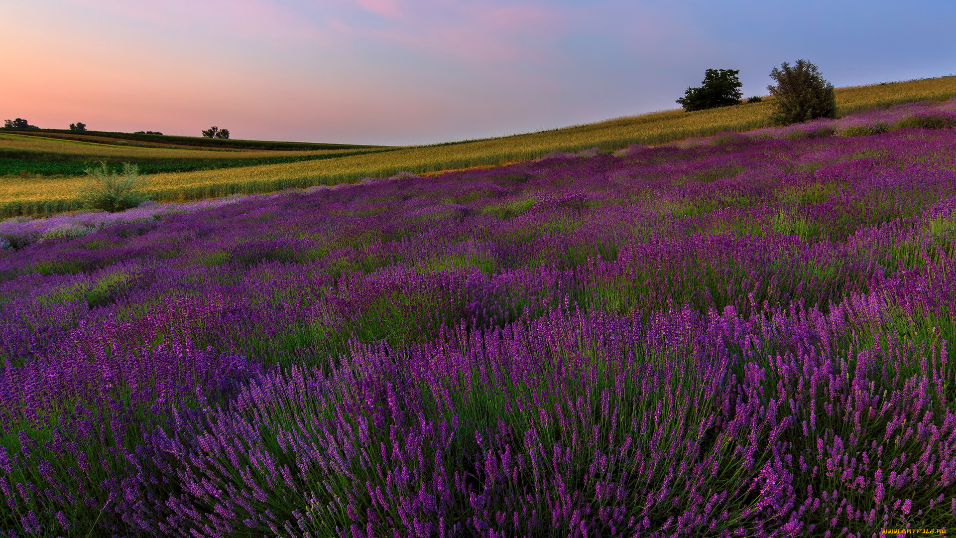 цветы, лаванда, лиловый