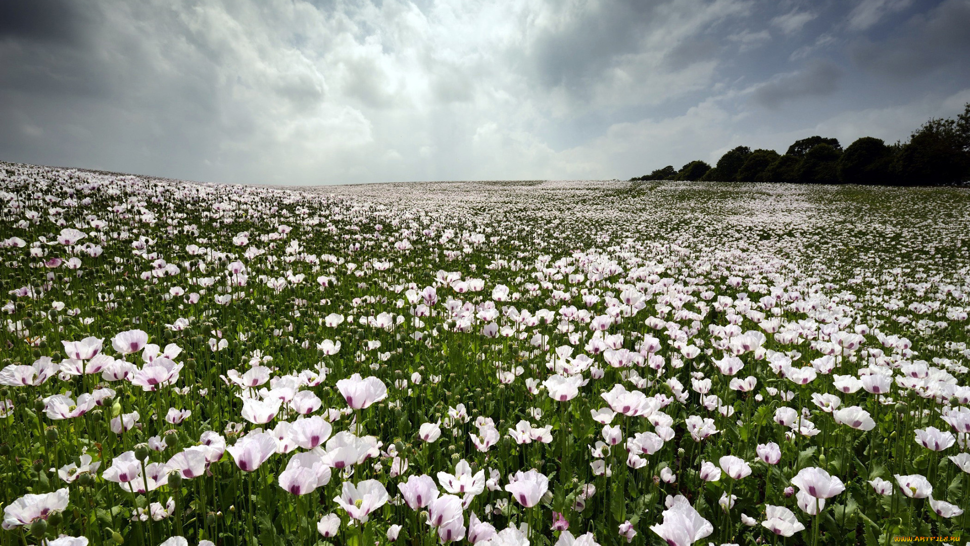 цветы, маки, луг, белые