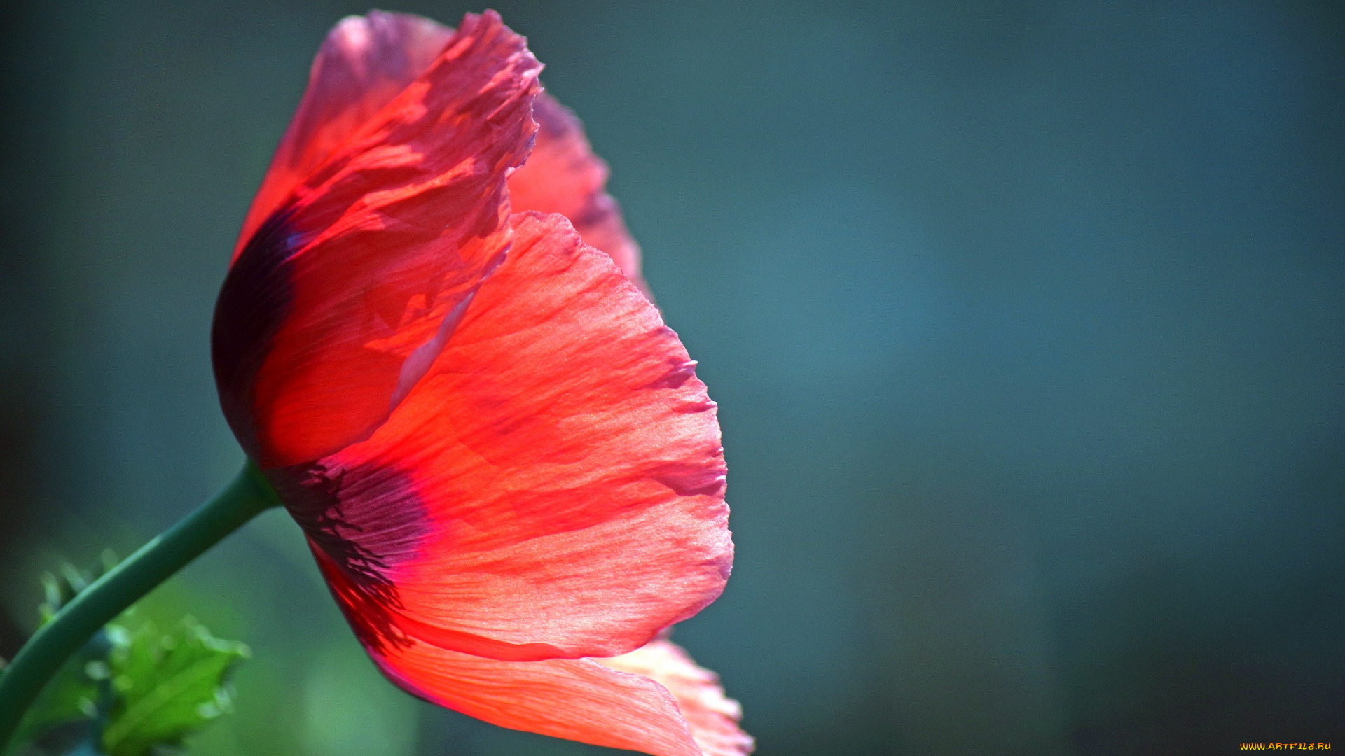 цветы, маки, макро, мак, алый