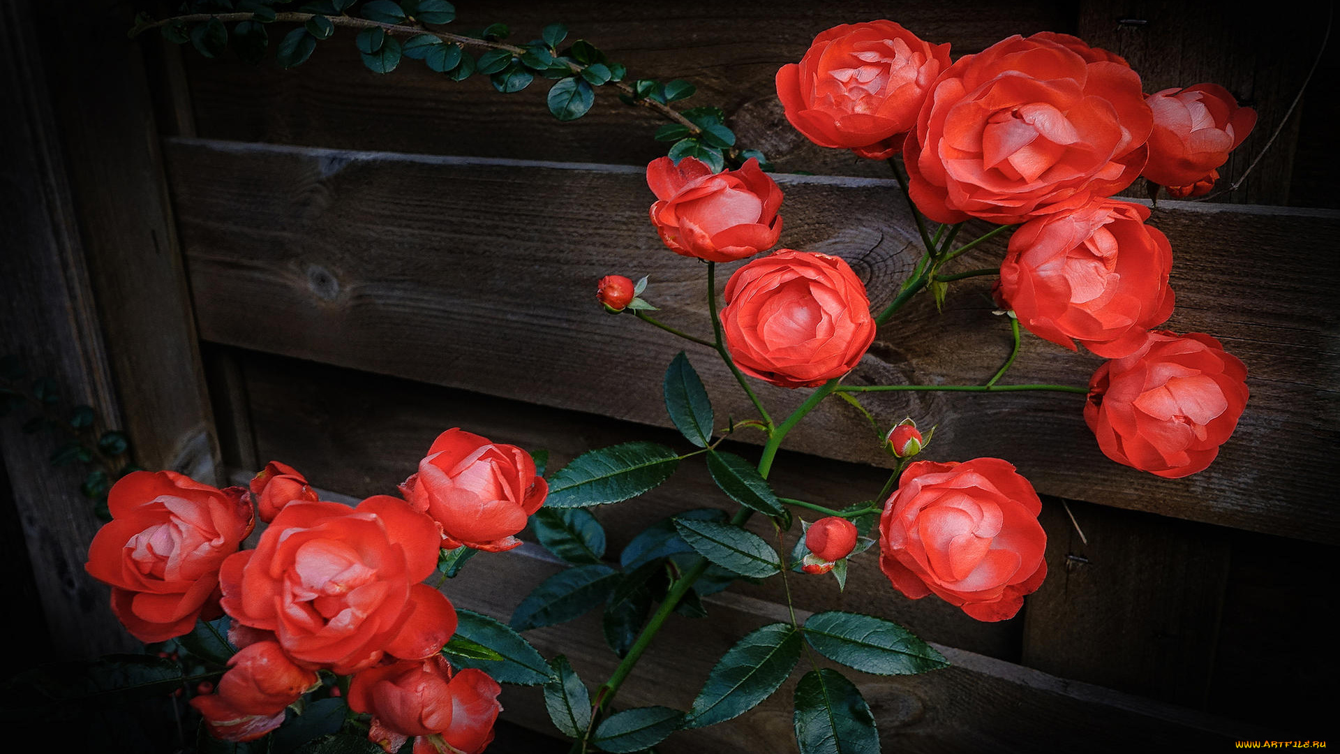 цветы, розы, куст