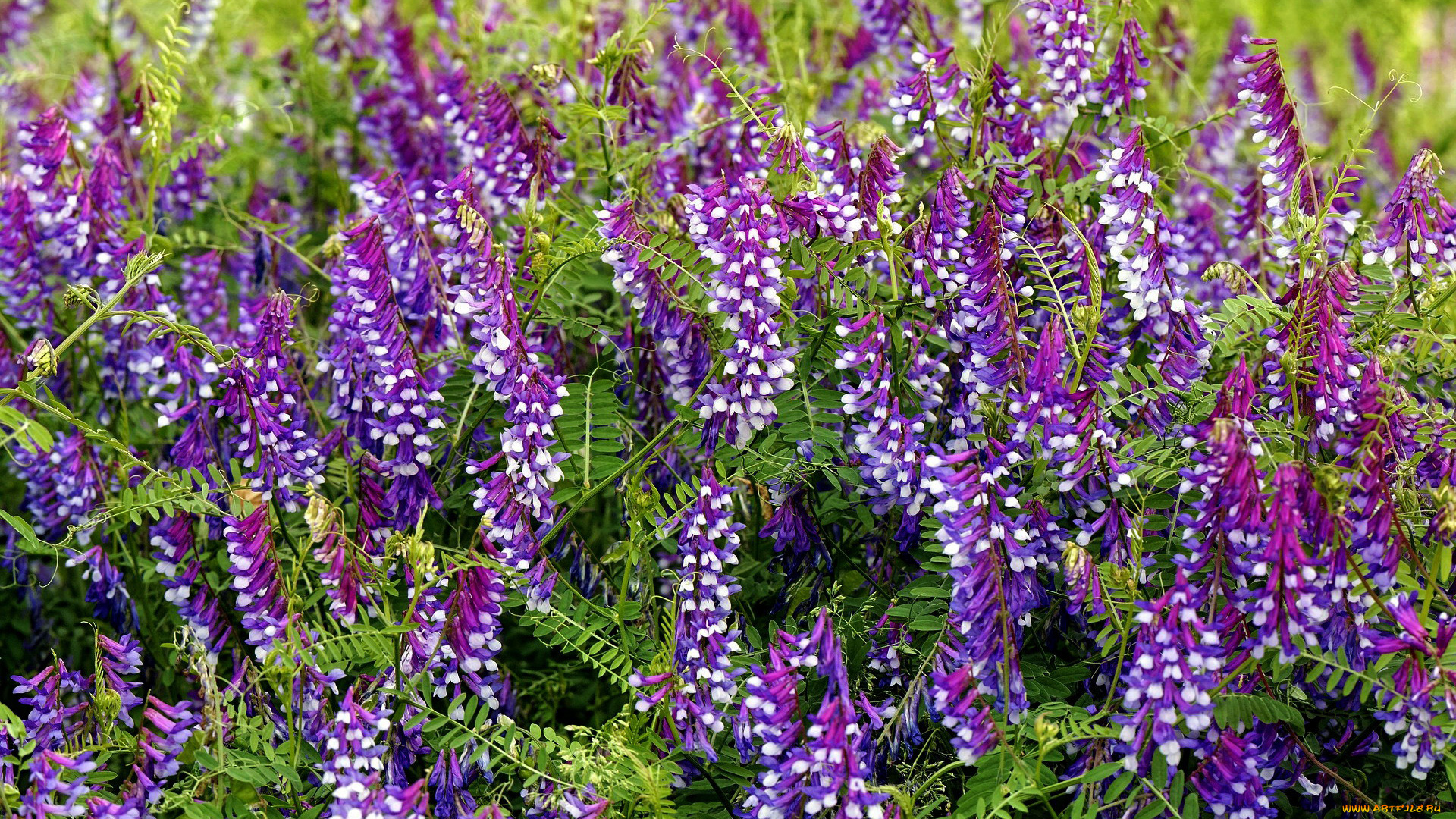 vicia, villosa, вика, косматая, цветы, vicia, villosa, вика, косматая