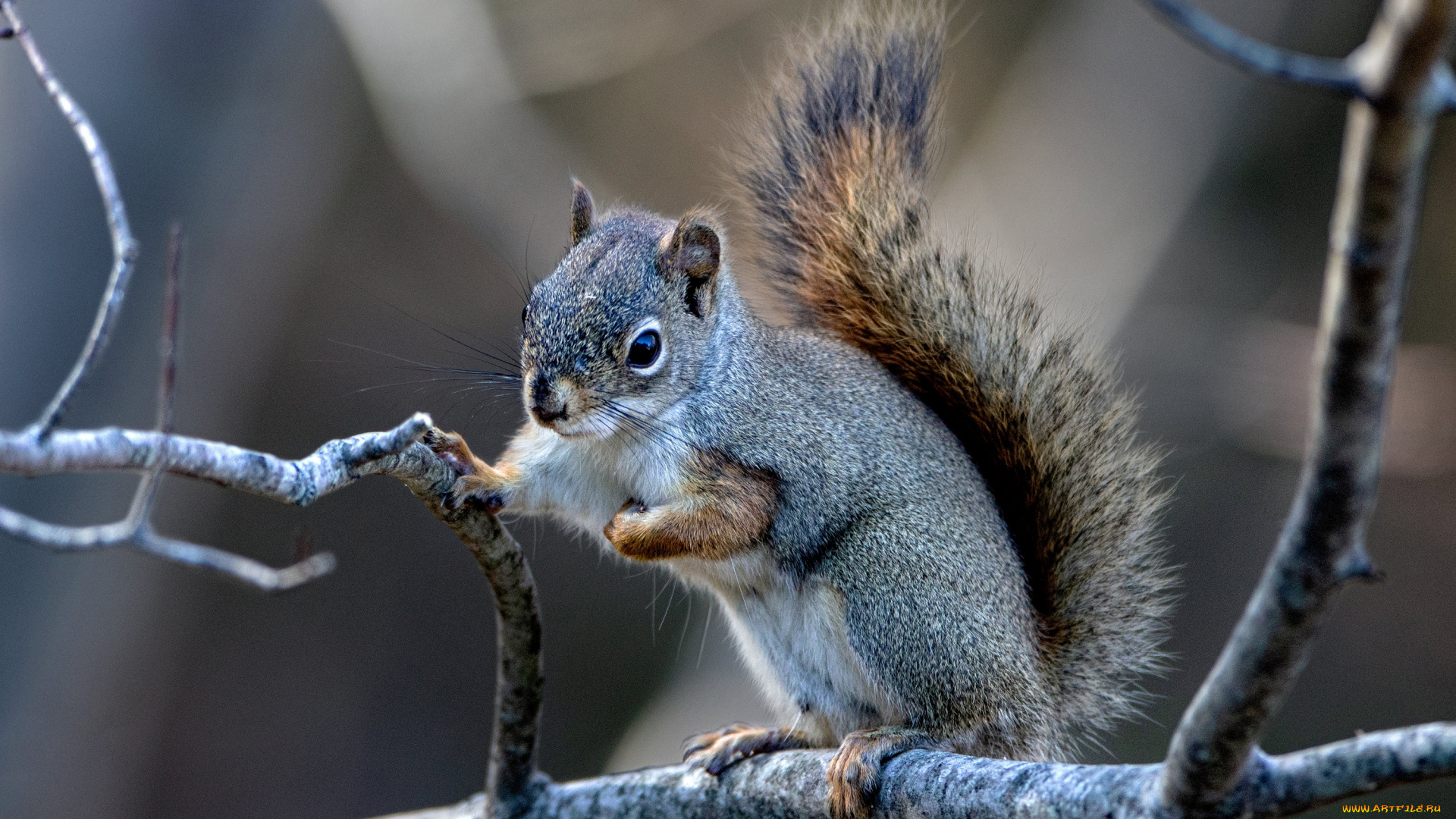 животные, белки, грызун
