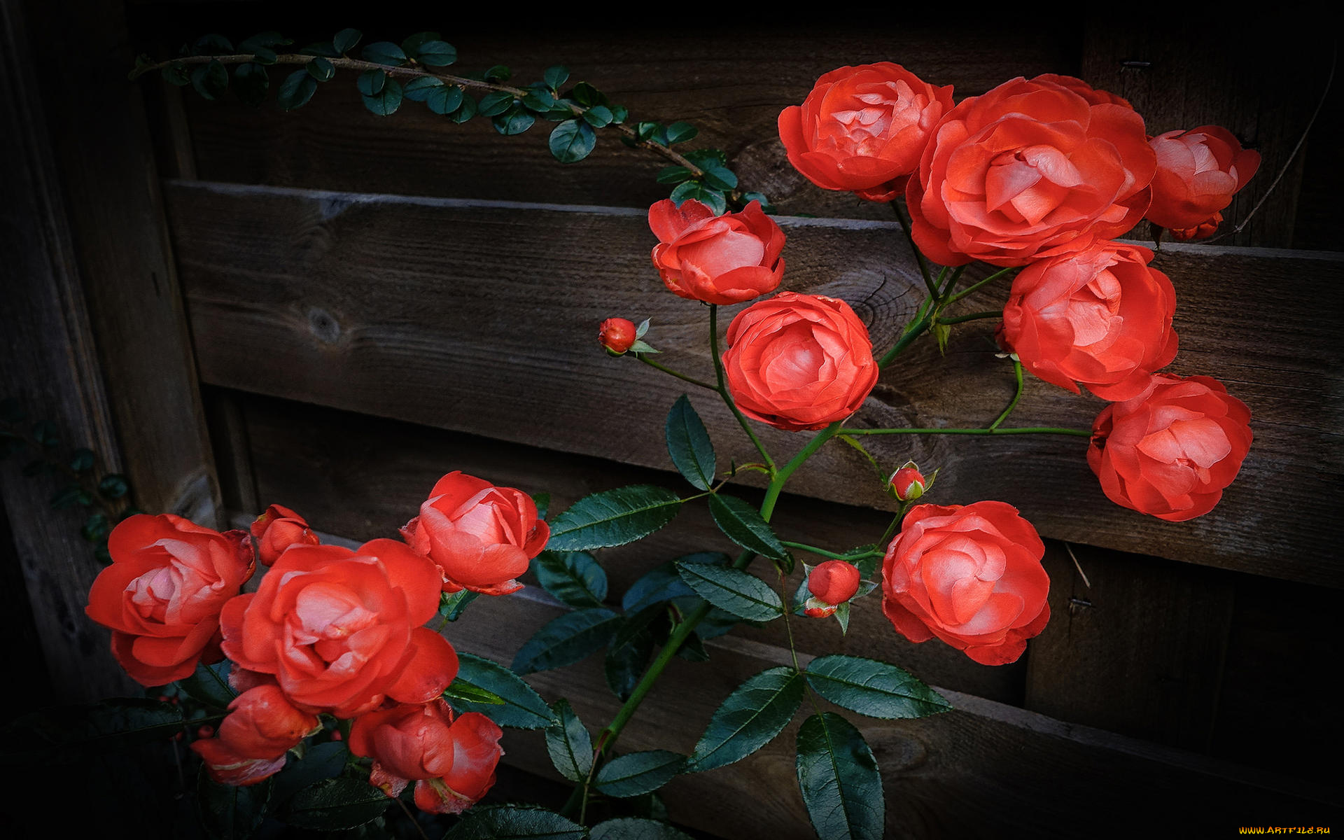 цветы, розы, куст