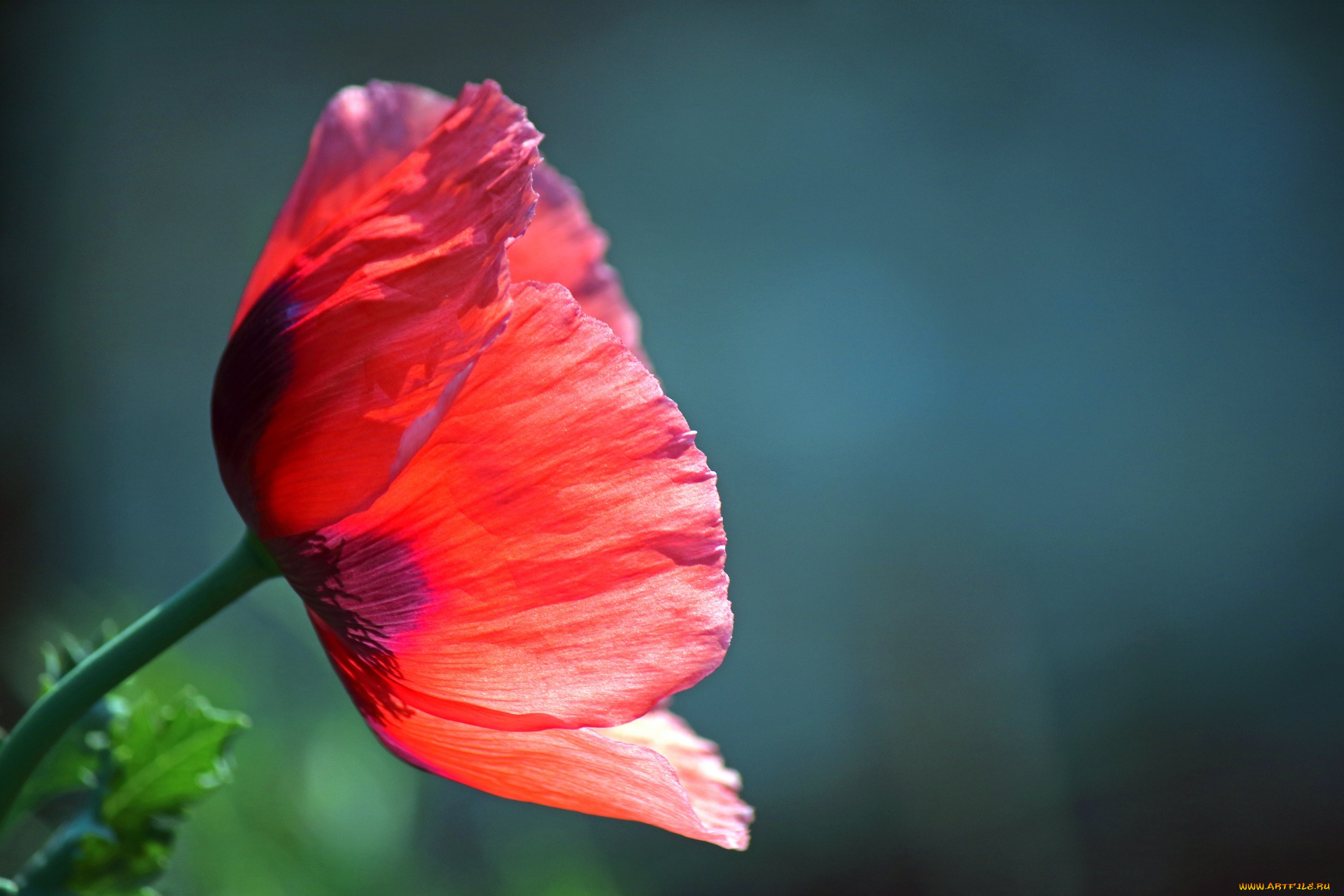цветы, маки, макро, мак, алый