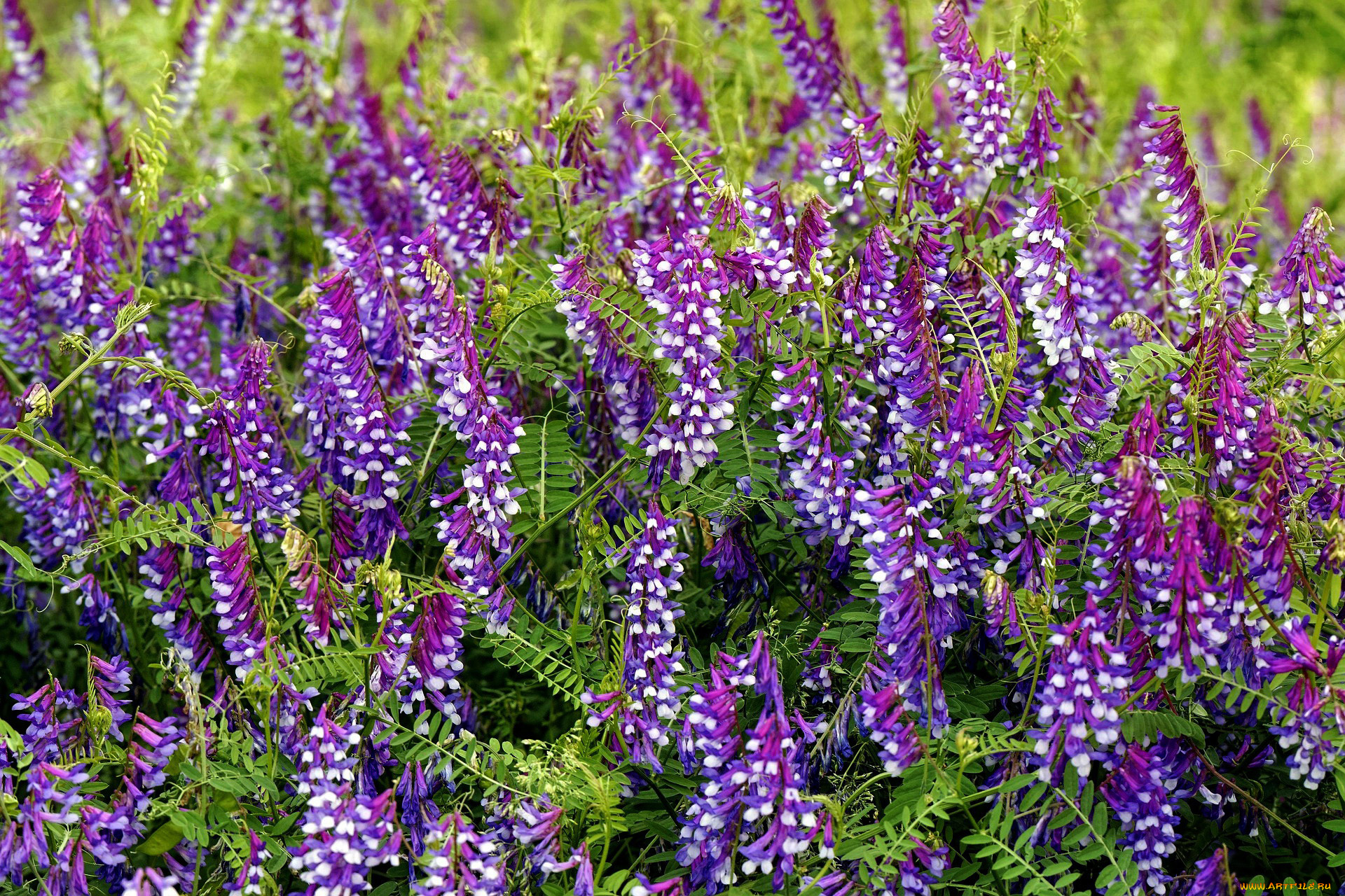 vicia, villosa, вика, косматая, цветы, vicia, villosa, вика, косматая