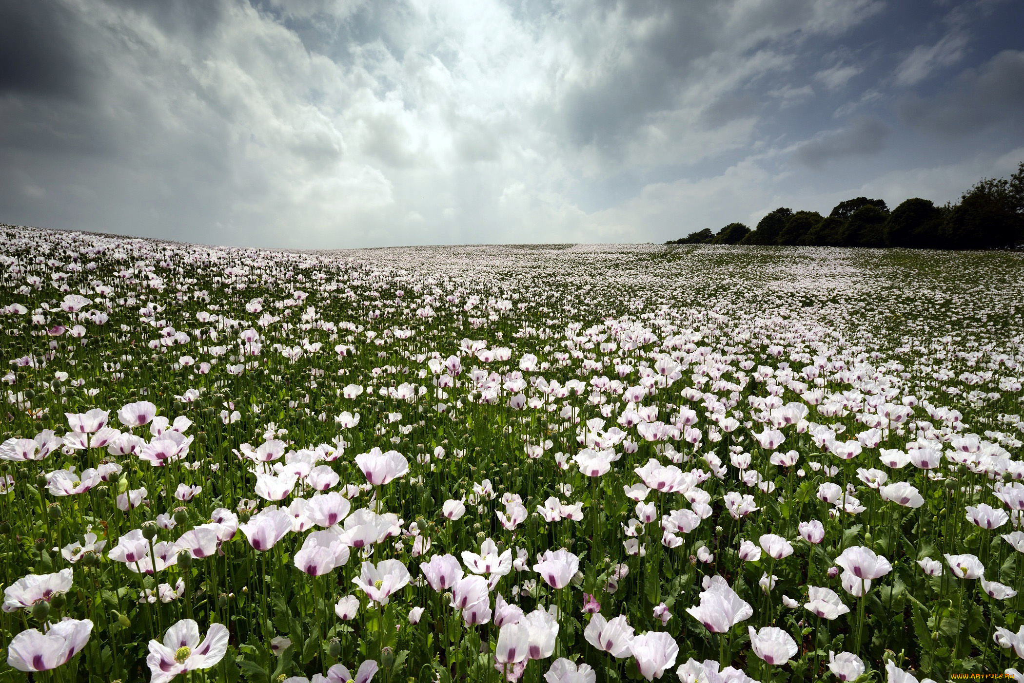 цветы, маки, луг, белые