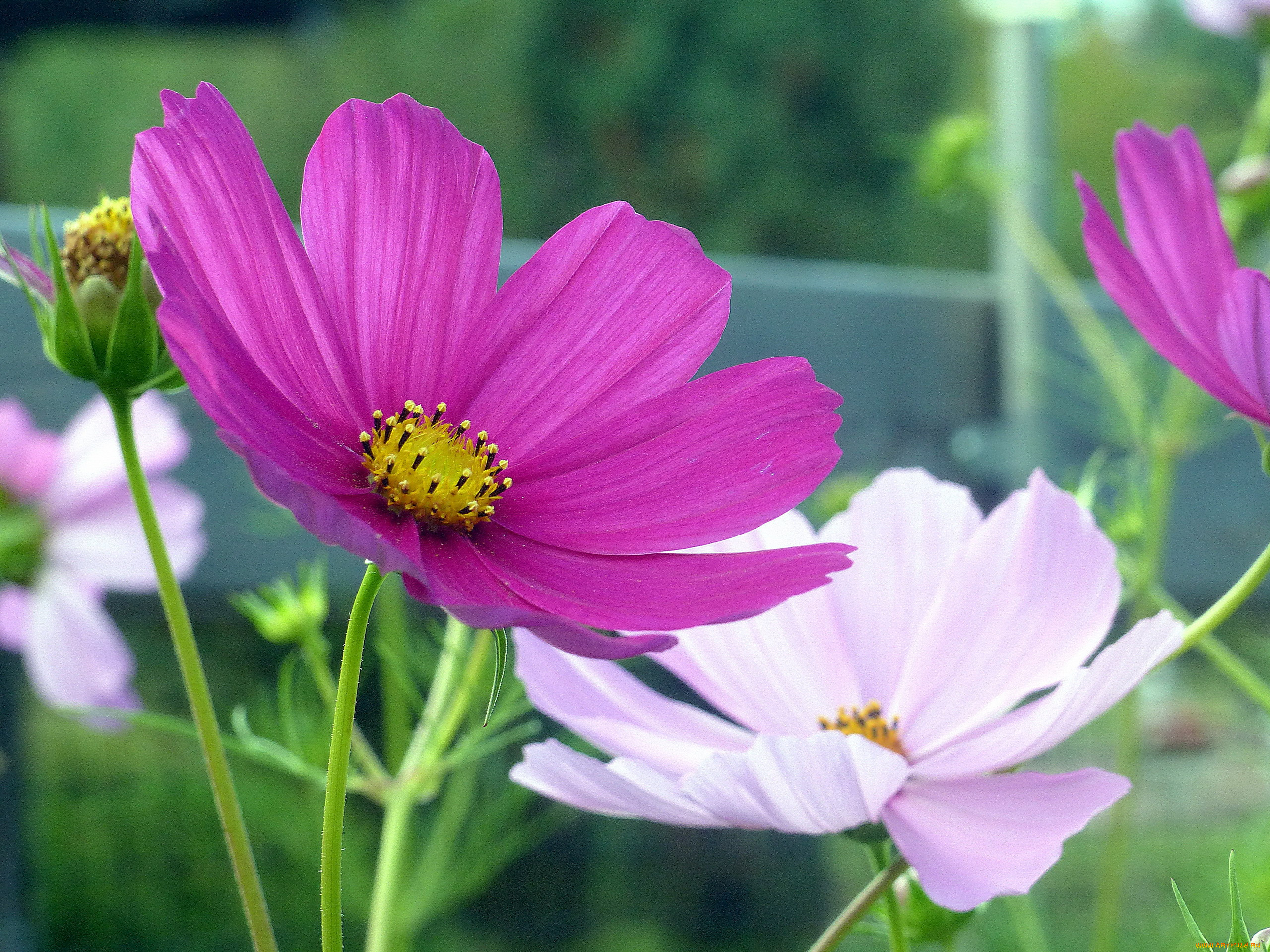 цветы, космея, лиловый