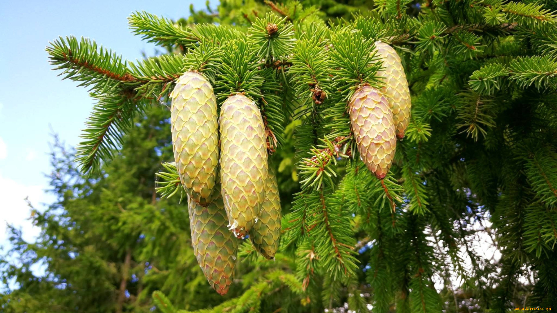 природа, шишки, , жёлуди, , каштаны