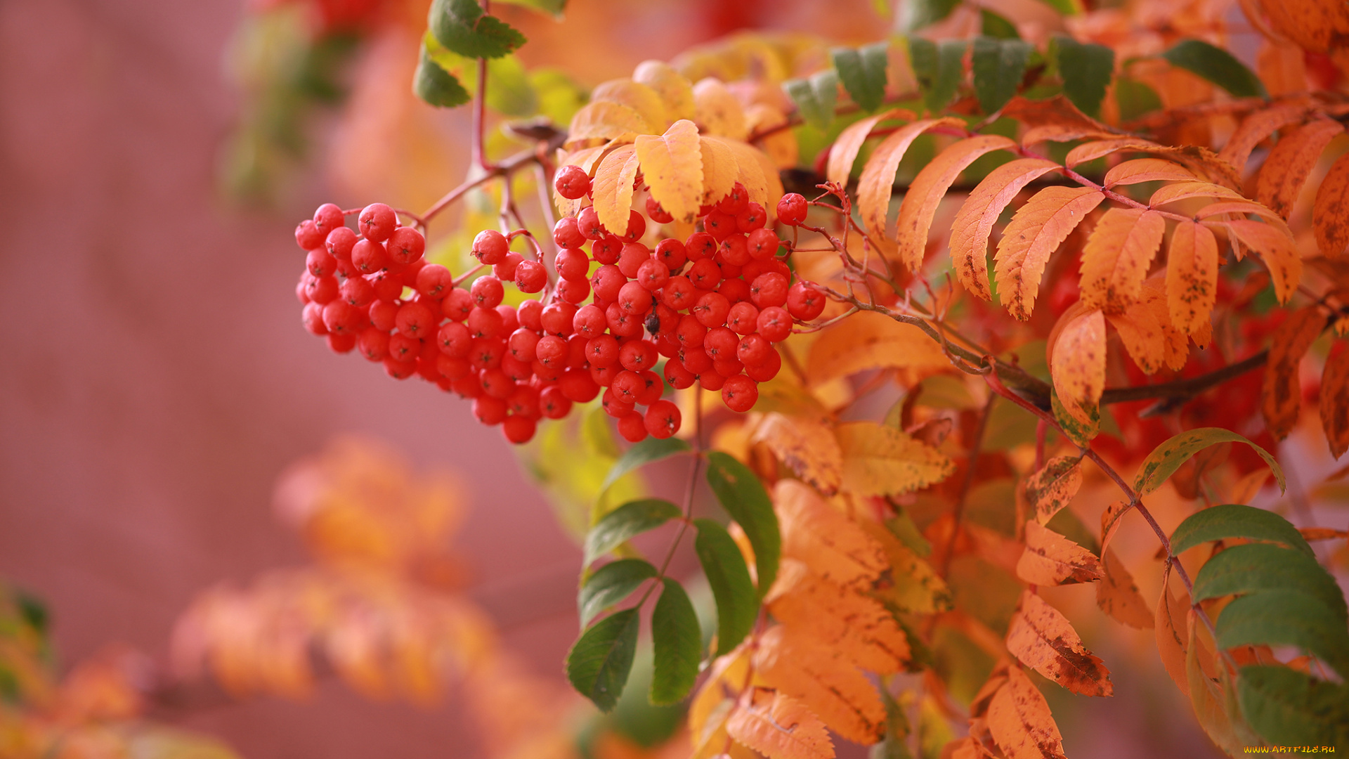 природа, ягоды, , рябина, ветка, рябина, гроздь, осень