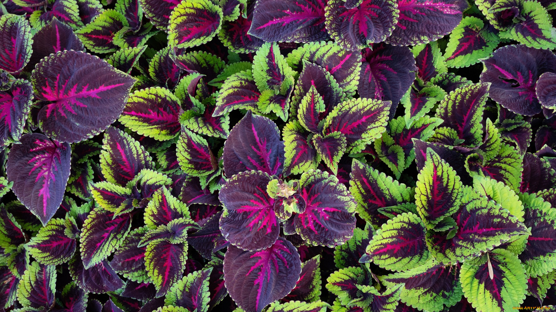 цветы, колеусы, , каладиумы, пестрый, колеус, много