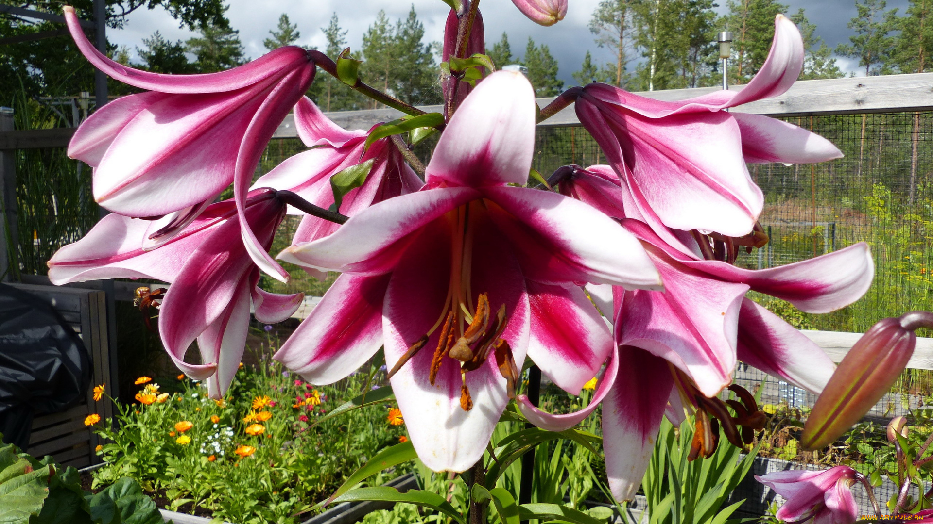 цветы, лилии, , лилейники, двухцветные, макро