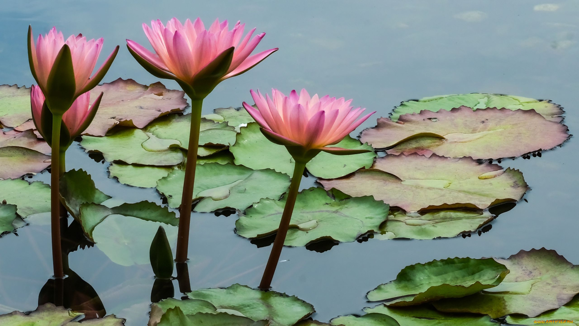 цветы, лотосы, розовые, вода, листья