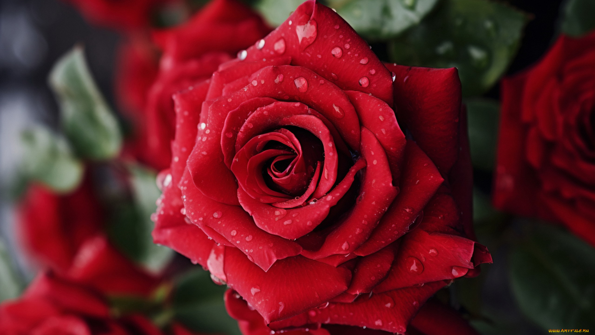цветы, розы, алая, роза, макро, капли