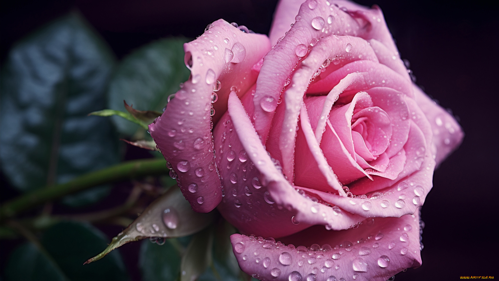 цветы, розы, розовая, роза, капли, макро