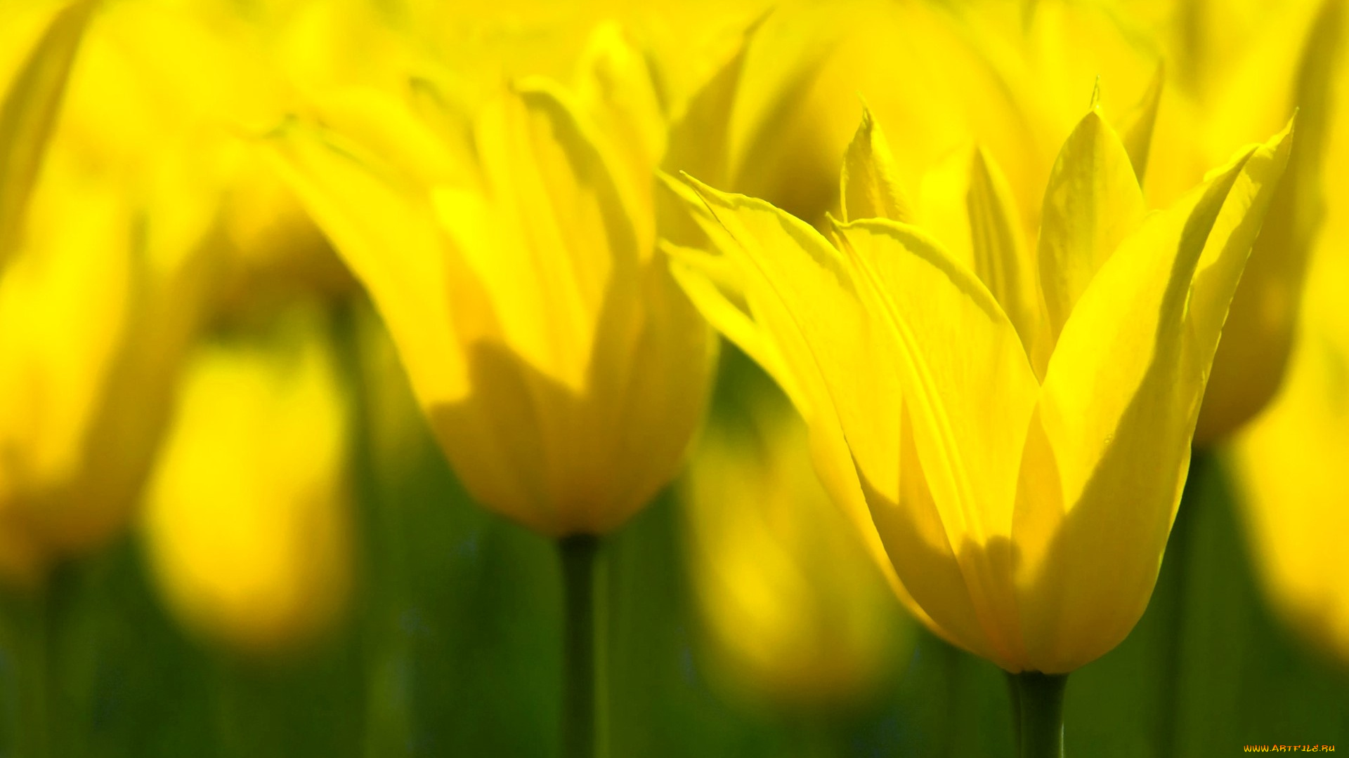 цветы, тюльпаны, желтые, поле