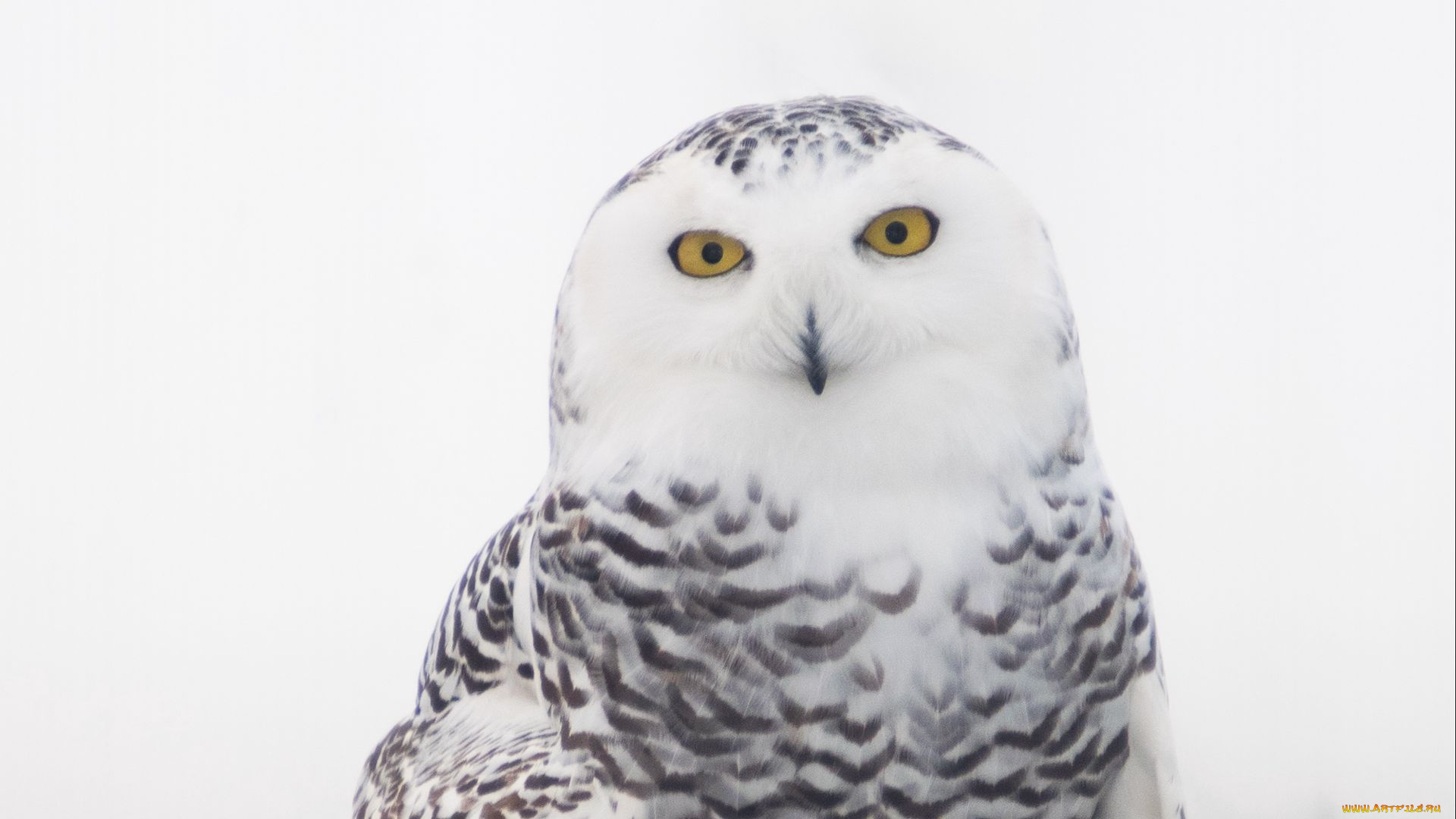 снежная, сова, животные, совы, сова, птица, фауна, дикая, природа