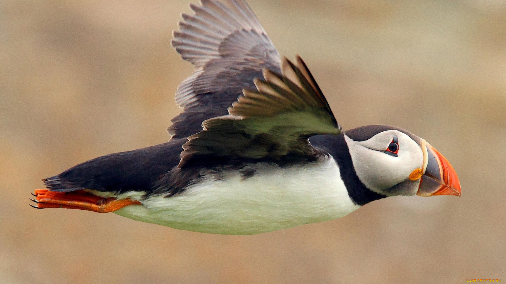 тупик, животные, тупики, фауна, дикая, природа