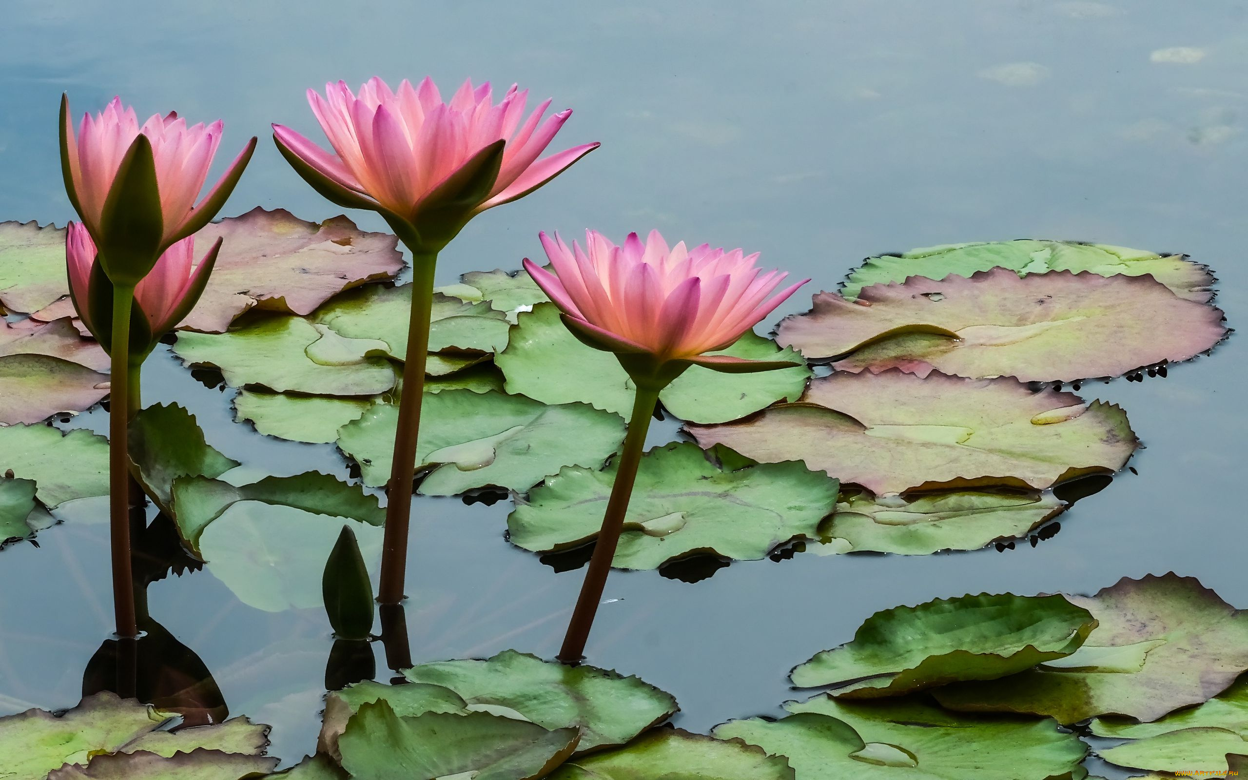 цветы, лотосы, розовые, вода, листья